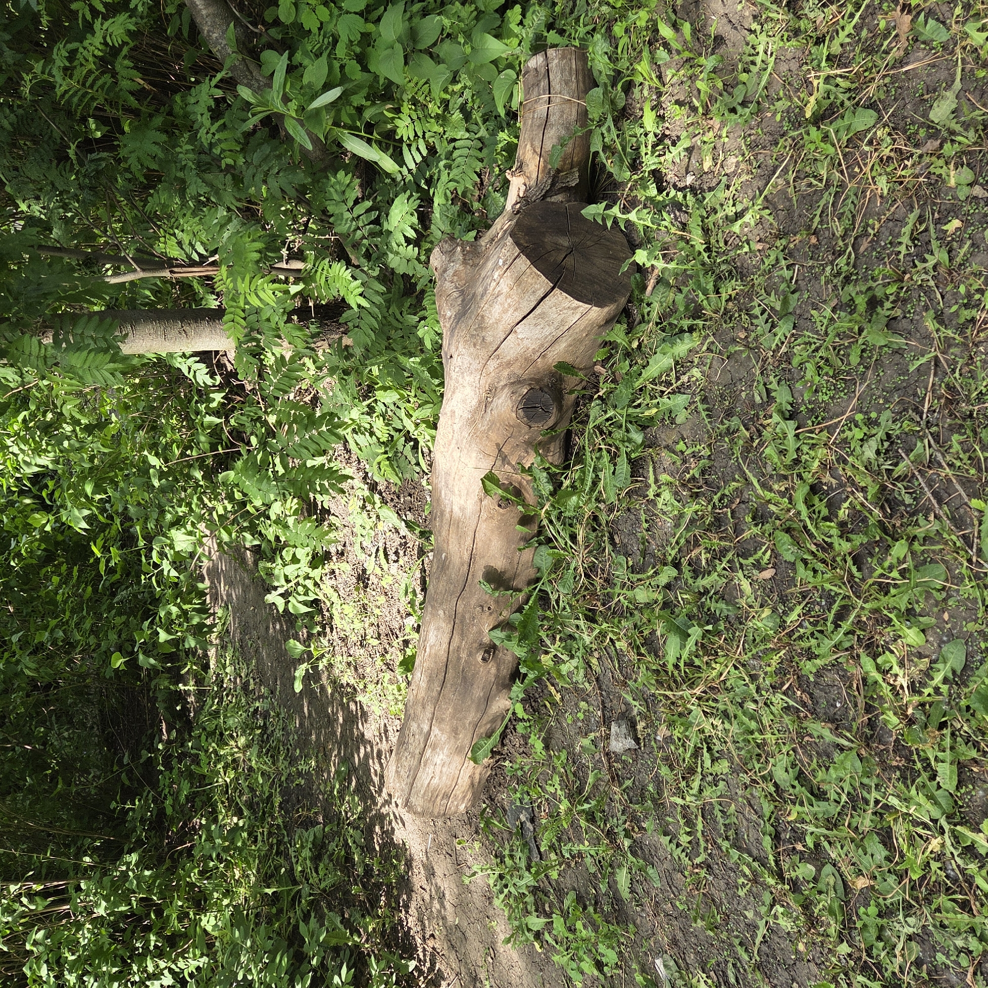 The image captures a natural outdoor scene, centered around a large, weathered log. The log, a thick section of a tree trunk, lies horizontally across the frame, showcasing its rough bark texture, prominent cracks, and several knots, one of which is particularly visible near its middle. The ends of the log appear to be cut, with one end clearly revealing its concentric growth rings.
To the left of the log, and forming the background, is a dense and vibrant mass of green foliage. This undergrowth consists of various plant types with differing leaf shapes and sizes, creating a rich, somewhat untamed botanical environment with intermingled branches.
To the right of the log, the ground is primarily dark, earthy soil, punctuated by scattered patches of green weeds and grass. Some areas of the earth are bare, displaying small clumps and subtle indentations.
The scene is brightly lit by natural daylight, indicating a sunny day, likely during the mid-day or early afternoon, as evidenced by the distinct shadows and highlights on the log and vegetation. No human subjects, animals, or artificial structures are visible, underscoring the undisturbed, natural character of the setting. There is no discernible text within the image.