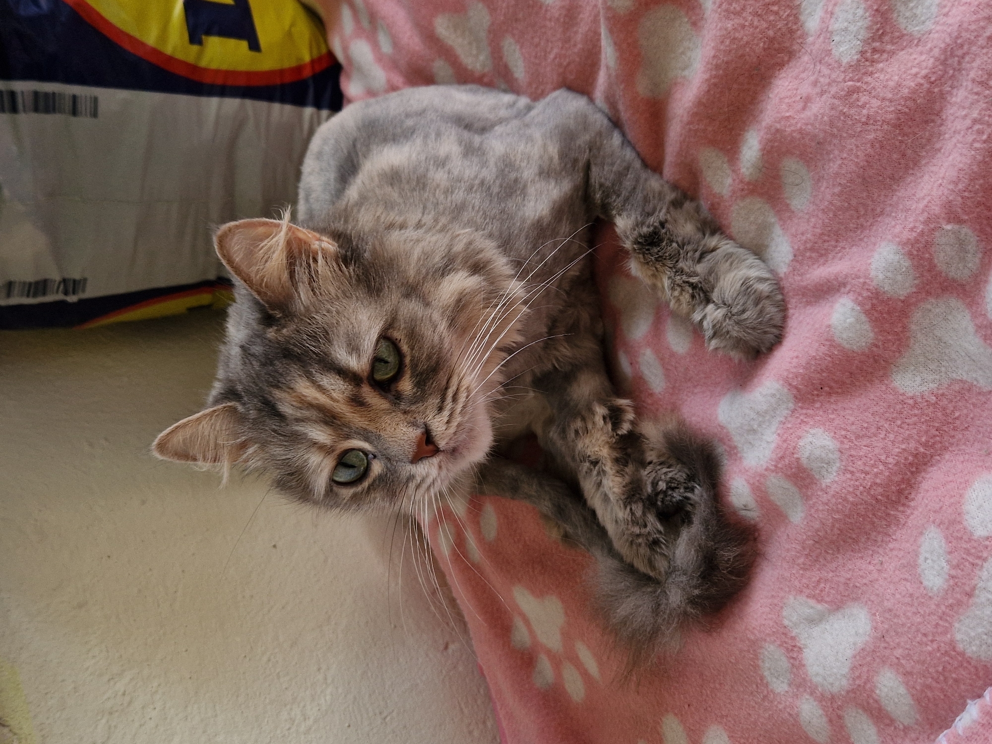 A grey tabby cat with green eyes is lying on a pink blanket with white paw prints. The cat is facing left and looking slightly down. Its fur is fluffy and appears to have been recently groomed in some areas. Behind the cat, to the left, is a beige wall. To the right, a large white and yellow bag is visible, with blue lettering and black bars. The environment suggests an indoor setting, possibly a home. The image does not provide any information about the city of Raduvene, Bulgaria, or its specific location within it.