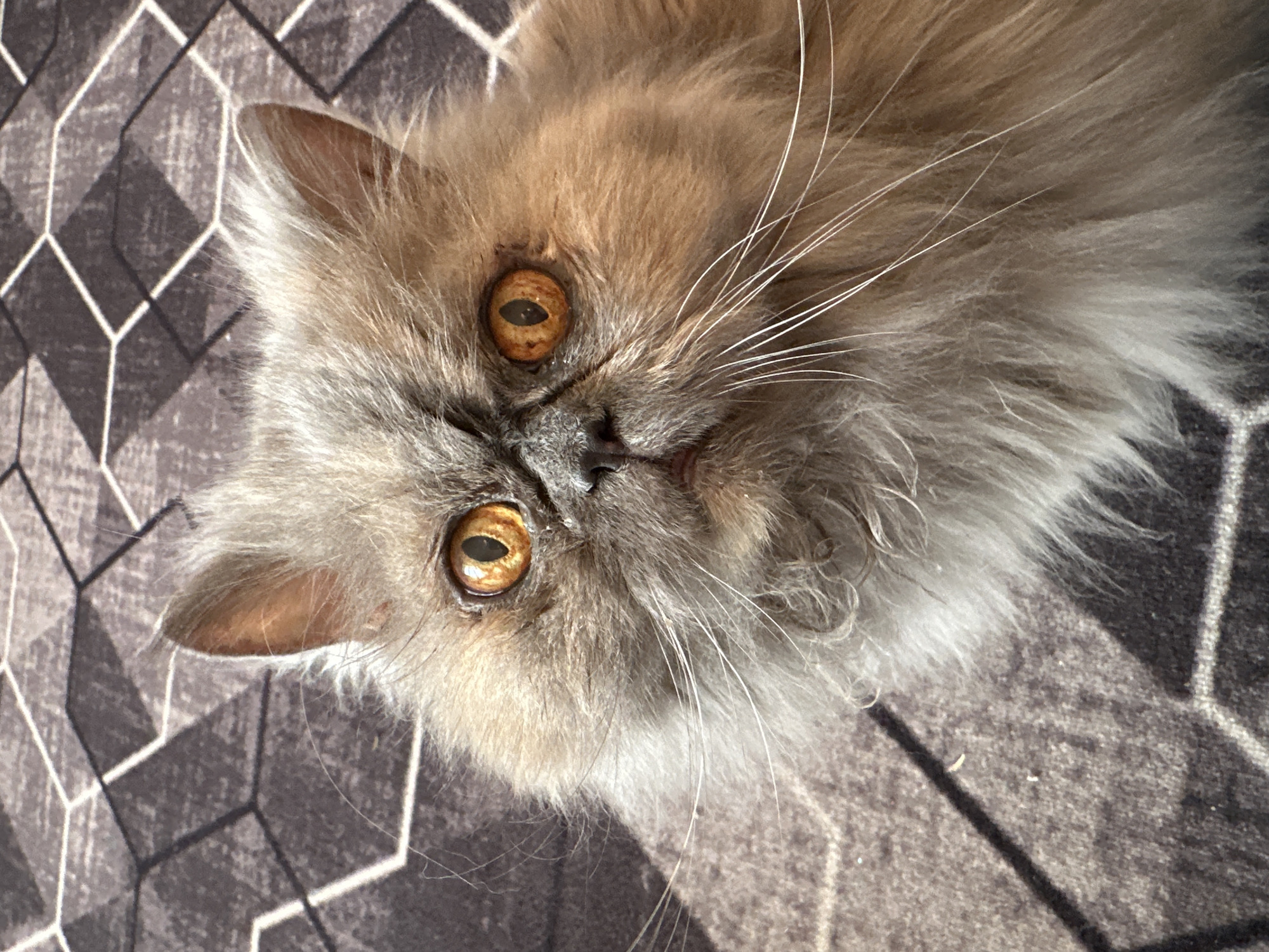 A tan and gray fluffy cat with amber eyes is lying on a gray patterned rug. The rug has a geometric design of interlocking hexagons. The cat is facing the camera with its head tilted. The location and date are not possible to determine from the image.