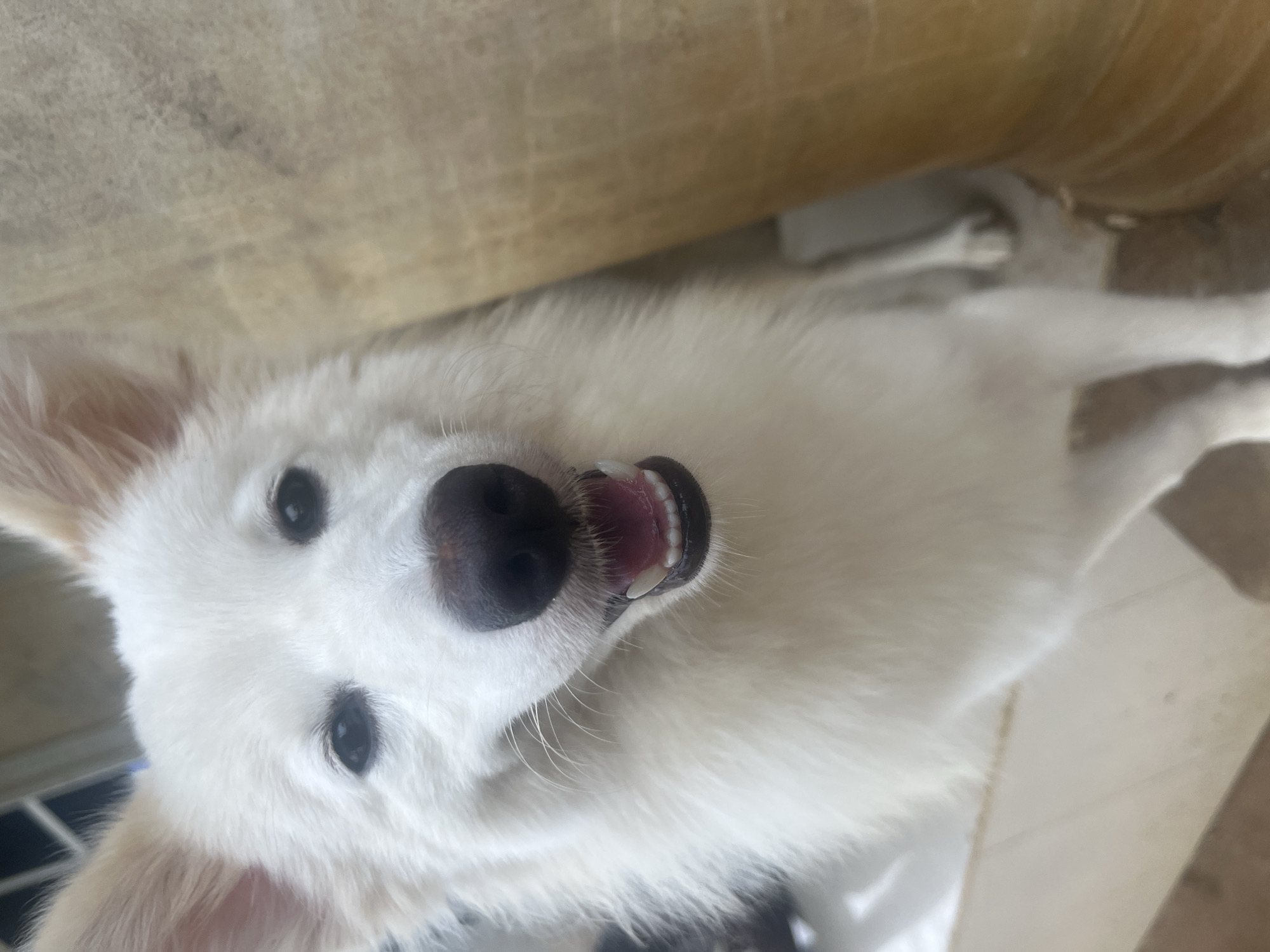 A white dog is close to the camera, tilted on its side, with its mouth slightly open and teeth visible. The background includes part of a light-colored object. The location is unknown.