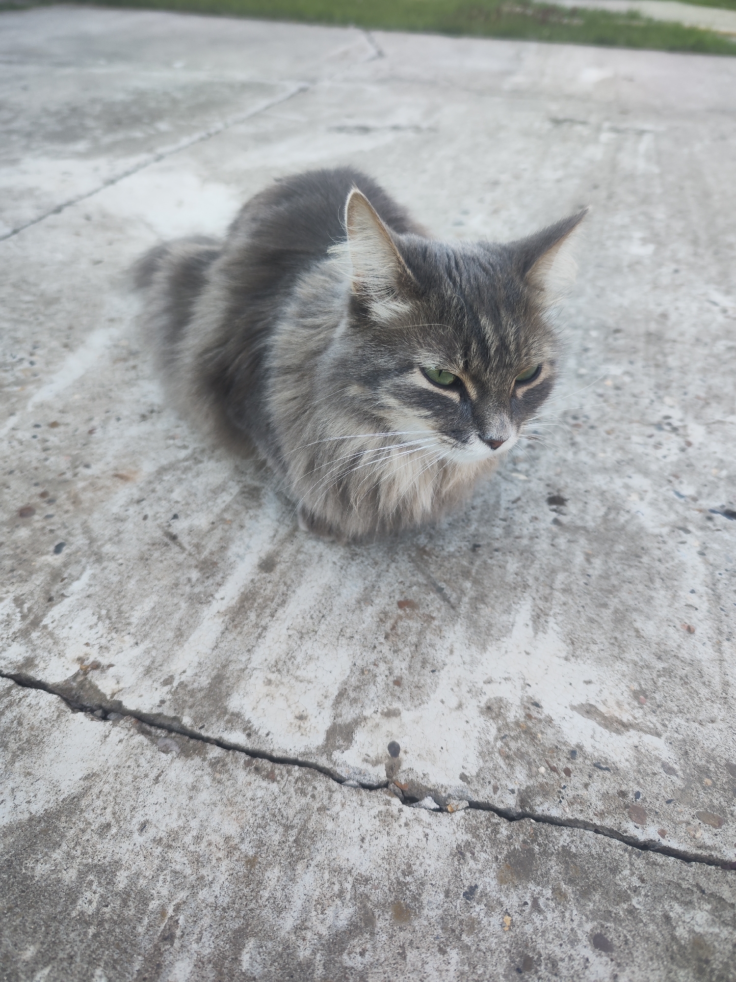 A gray tabby cat is sitting on a cracked concrete surface. The cat is looking to its right. The environment is outdoors, and the location is in the city of Chaikovsky, Russia.