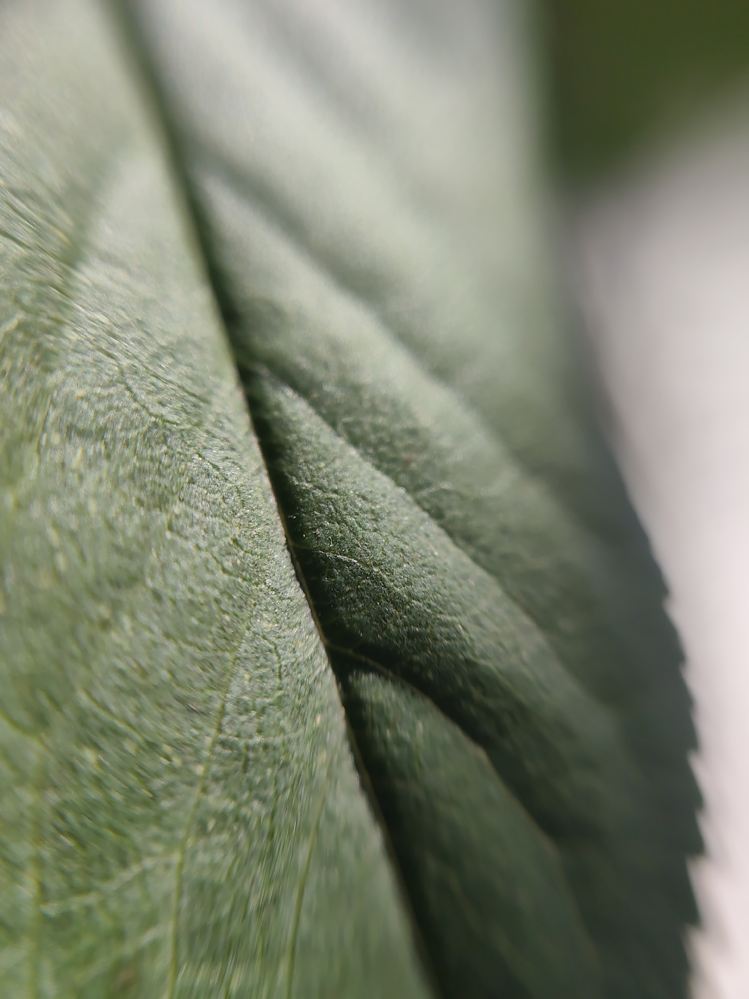 This is a close-up, macro photograph of a green leaf, showcasing its intricate texture and veining. The image is sharply focused on the surface of the leaf, revealing a granular texture and prominent veins running parallel to each other. The lighting creates a subtle play of light and shadow across the leaf's surface, highlighting its contours. The background is softly blurred, with areas of light green and white, suggesting an outdoor environment or a bright, diffuse light source. There are no people, animals, or man-made objects visible in the image, and it does not provide any specific information about the city of Brest, Belarus.