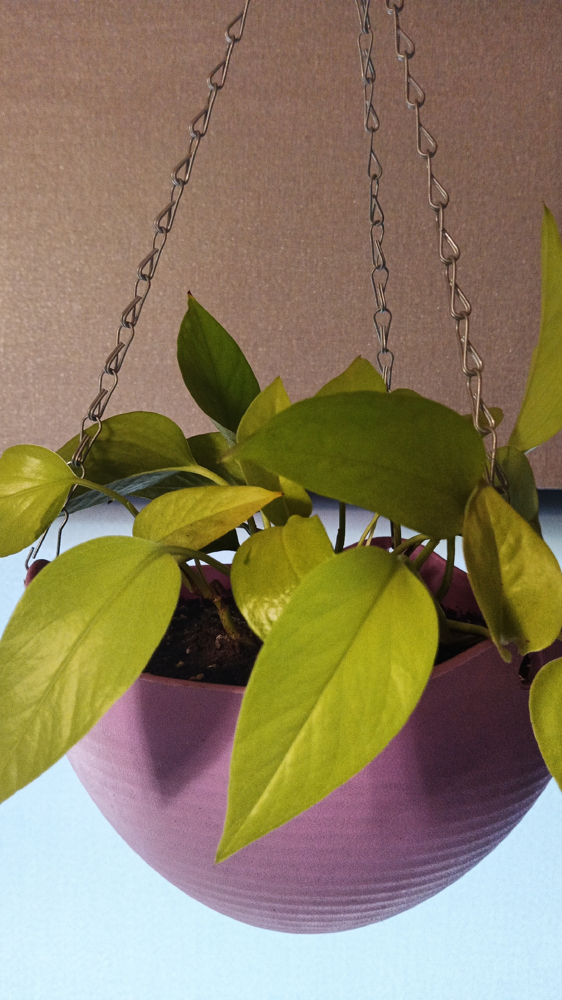 A hanging pothos plant in a lavender planter is pictured against a neutral background. The plant has numerous large, heart-shaped leaves that are a vibrant green, with some showing a yellow tinge. The planter is round and has a ribbed texture. The plant is suspended by a metal chain. The background appears to be a wall with a textured surface, possibly a speckled brown or beige, with a lighter blue surface below. The lighting suggests an indoor setting, likely during the daytime. There is no visible text in the image.