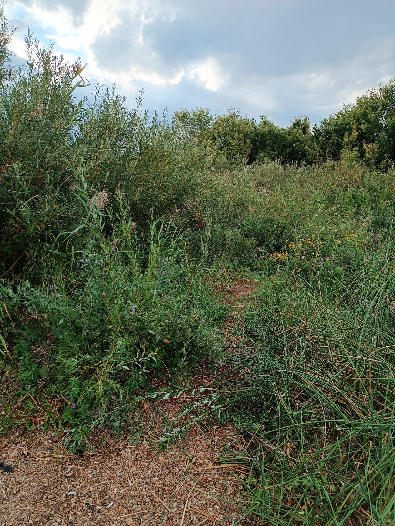 The image depicts a natural landscape with dense green vegetation under a cloudy sky. The foreground features a gravelly path or ground covered with dry twigs and small stones, transitioning into a variety of tall grasses, reeds, and leafy plants. In the mid-ground, the vegetation becomes thicker with some patches of small yellow and purple wildflowers interspersed among the greenery. A narrow, winding path appears to lead into this dense foliage. The background is dominated by a line of trees forming a natural border, with a mix of deciduous and possibly coniferous trees. The sky above is overcast with significant cloud cover, suggesting a temperate or possibly cool climate. There are no people or man-made structures visible in the scene, indicating a rural or natural setting. This scene is consistent with the natural areas found on the outskirts of Ozernoe, Kazakhstan, where similar wild vegetation and unpaved paths are common.