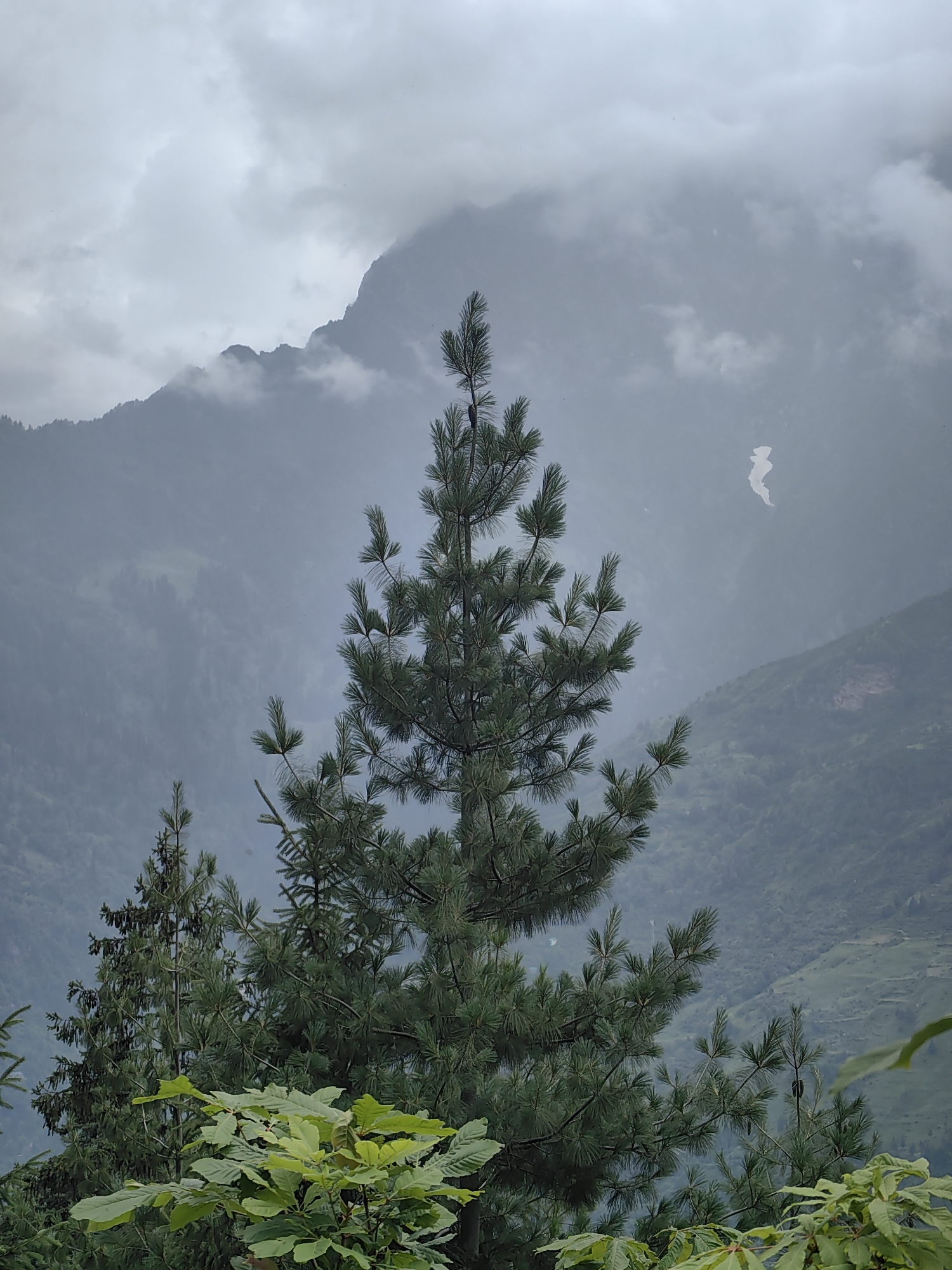 In Palchan, India, a cloudy day showcases lush green pine trees in the foreground. The largest pine tree is centrally located, its branches reaching upwards. Behind it, mountains are shrouded in mist and fog, with a rocky peak visible through the clouds. The landscape is dense with vegetation, suggesting a mountainous region with thick forests. The overall atmosphere is serene and natural, indicative of a remote or rural setting.