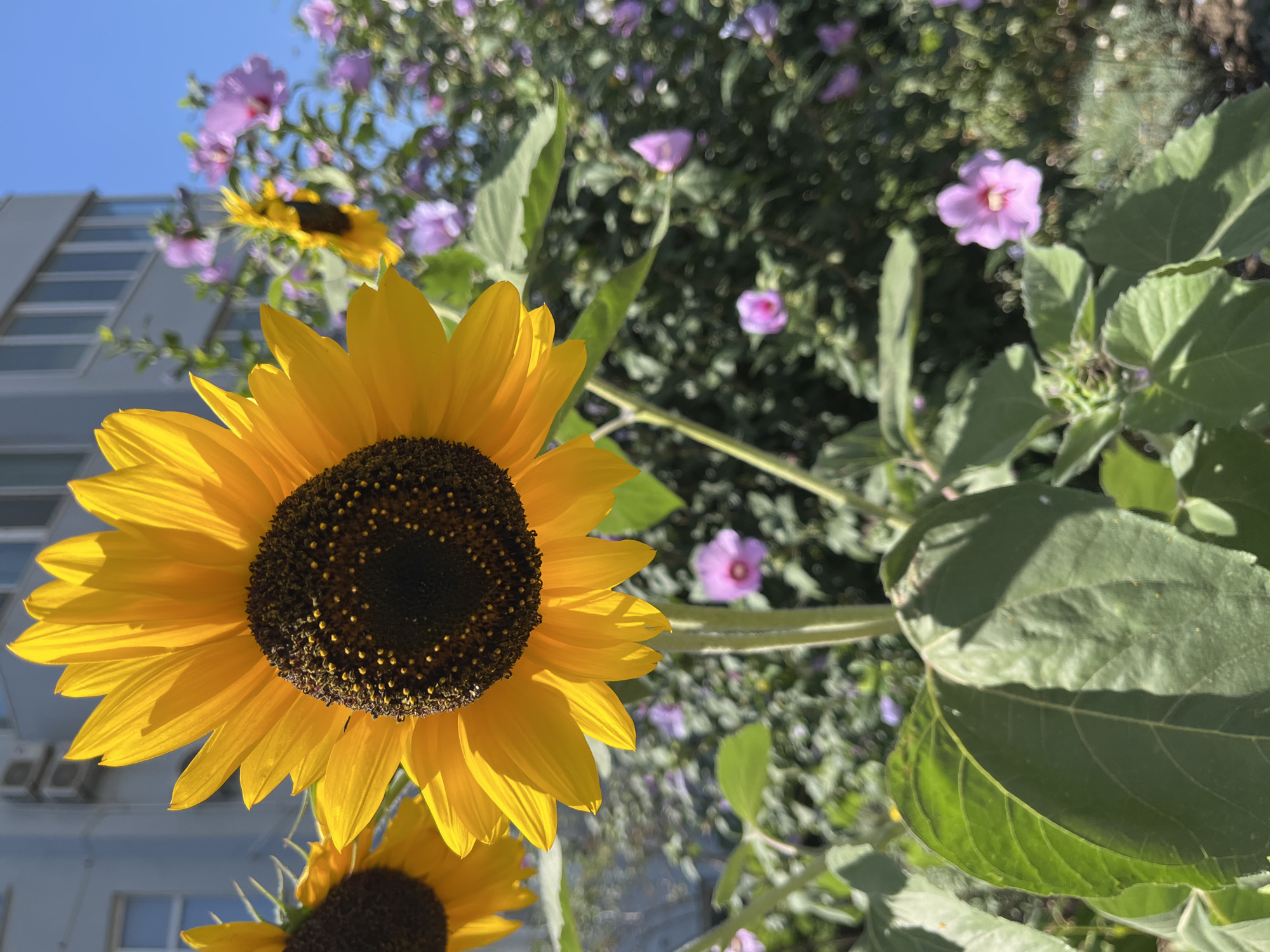 The image captures a close-up view of a vibrant sunflower in the foreground, its bright yellow petals illuminated by sunlight. Behind it, a cluster of delicate pink flowers and lush green foliage creates a soft, blurred background. In the upper right corner, a portion of a modern building with multiple windows and air conditioning units is visible against a clear blue sky. The scene appears to be an outdoor setting, possibly a garden or park area within the city of Chornomorsk, Ukraine, given the architectural style of the building. There are no people or animals visible in the frame.