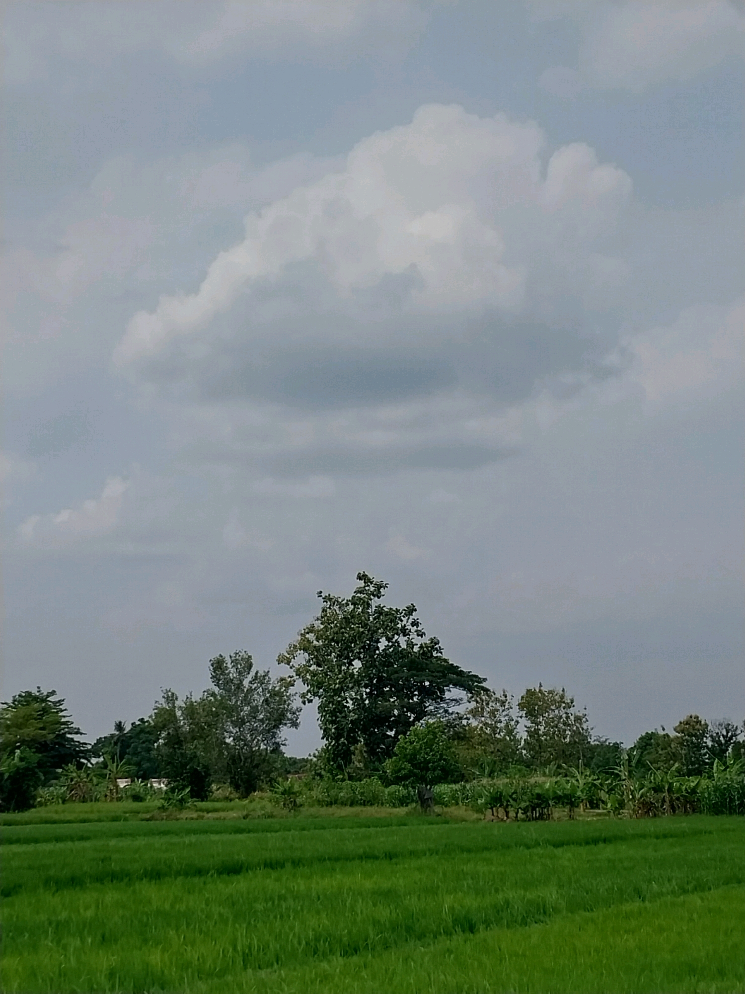 The image depicts a rural landscape in Cucukan, Indonesia. A vast expanse of bright green rice paddies dominates the foreground, stretching towards a treeline in the midground. Behind the rice fields, a dense cluster of various trees and vegetation forms a verdant barrier. The sky above is overcast, filled with a mix of soft gray clouds and a larger, brighter cloud formation in the upper portion of the frame. The overall scene is natural and tranquil, characteristic of agricultural countryside.