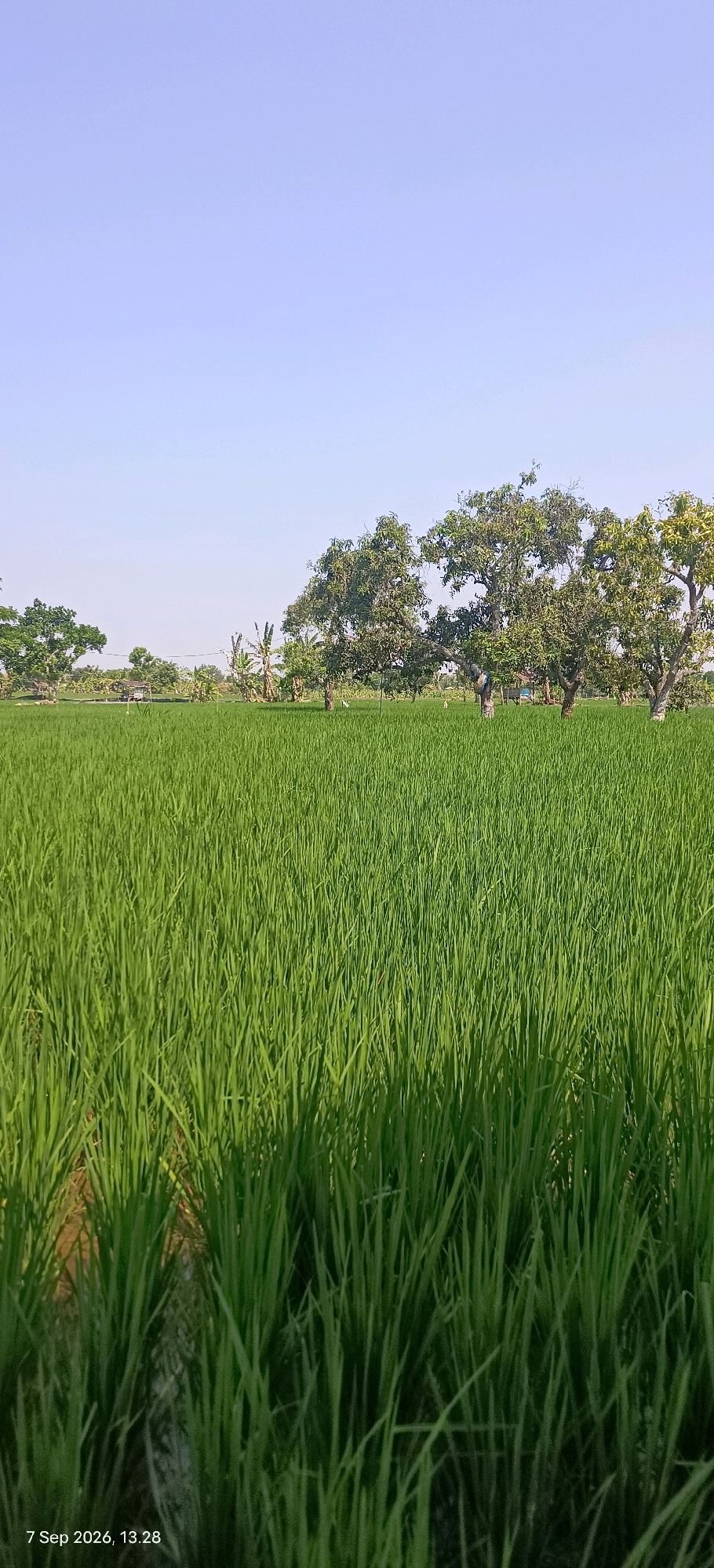 This is a photograph of a lush green rice paddy field under a clear blue sky. In the background, several large trees with dense foliage stand prominently, with some smaller trees and banana plants scattered amongst them. A small, simple dwelling or shed is visible in the mid-ground, nestled among the vegetation. The foreground is dominated by the vibrant green stalks of the rice plants, creating a textured and immersive view. The photograph was taken on September 7, 2026, at 13:28, in Mojopetung, Indonesia.