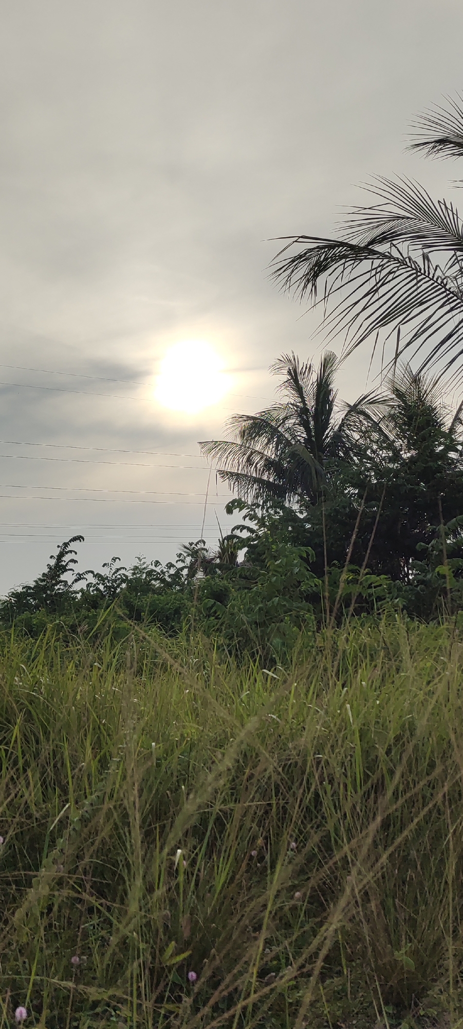 The image depicts a natural outdoor scene, likely a grassy field with lush vegetation and trees. The sun is visible in the sky, partially obscured by clouds, casting a bright glow. Several power lines are present in the background, indicating proximity to infrastructure. The foreground is dominated by tall, dry grass with some smaller green plants interspersed. In the distance, various trees, including palm trees, form a dense foliage. The scene suggests a rural or semi-rural area within or near the city of Lhokseumawe, Indonesia, given the presence of tropical vegetation and power lines. No people or specific actions are depicted.