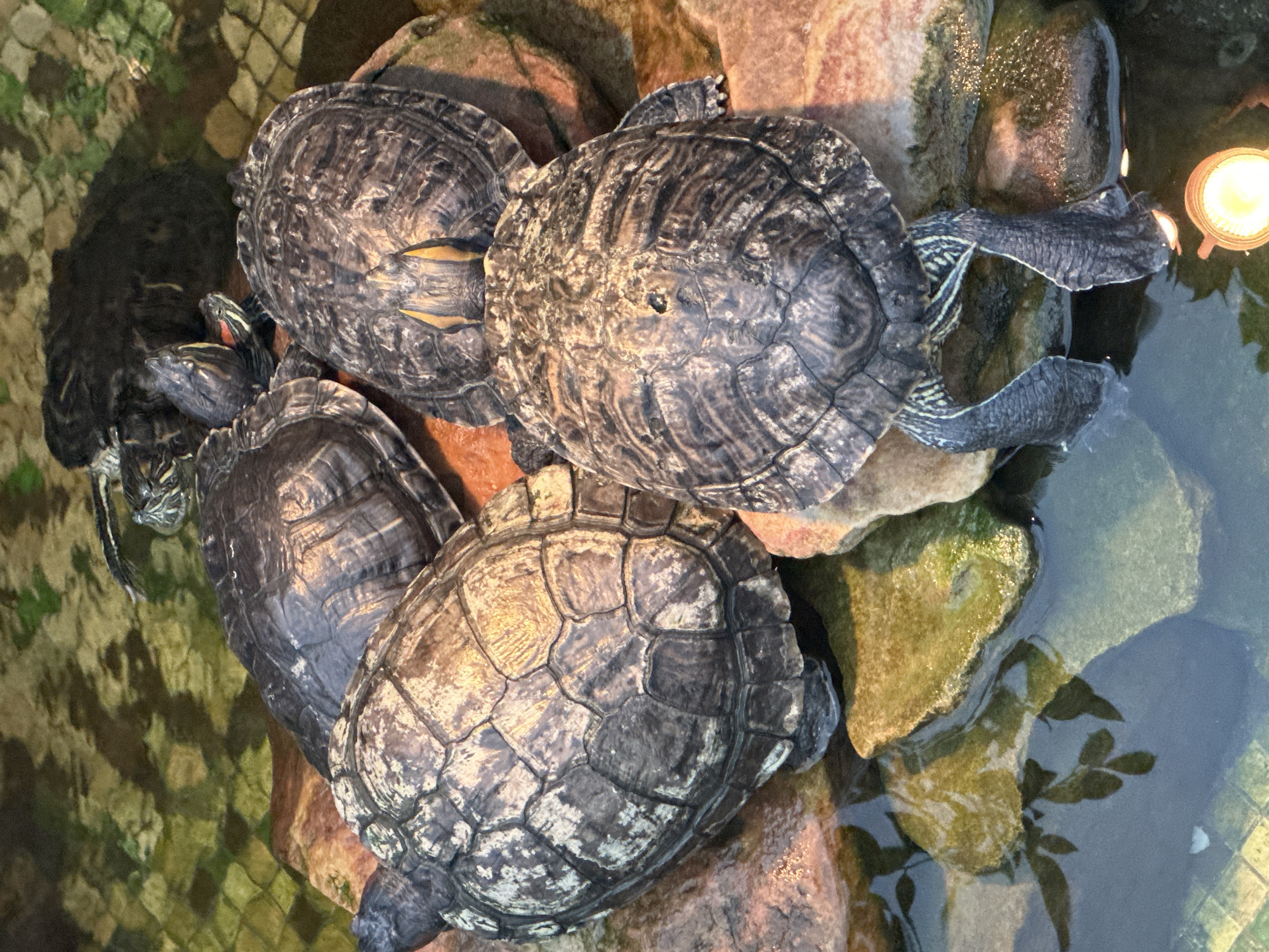 The image shows a close-up overhead view of four red-eared slider turtles resting on rocks in shallow water. One turtle in the foreground has its hind legs submerged in the water, while another turtle to its left has its head partially visible. Two other turtles are positioned behind these. The water is murky with reflections of plants and a light fixture. The rocks appear to be of various colors, including brown, green, and pinkish hues.