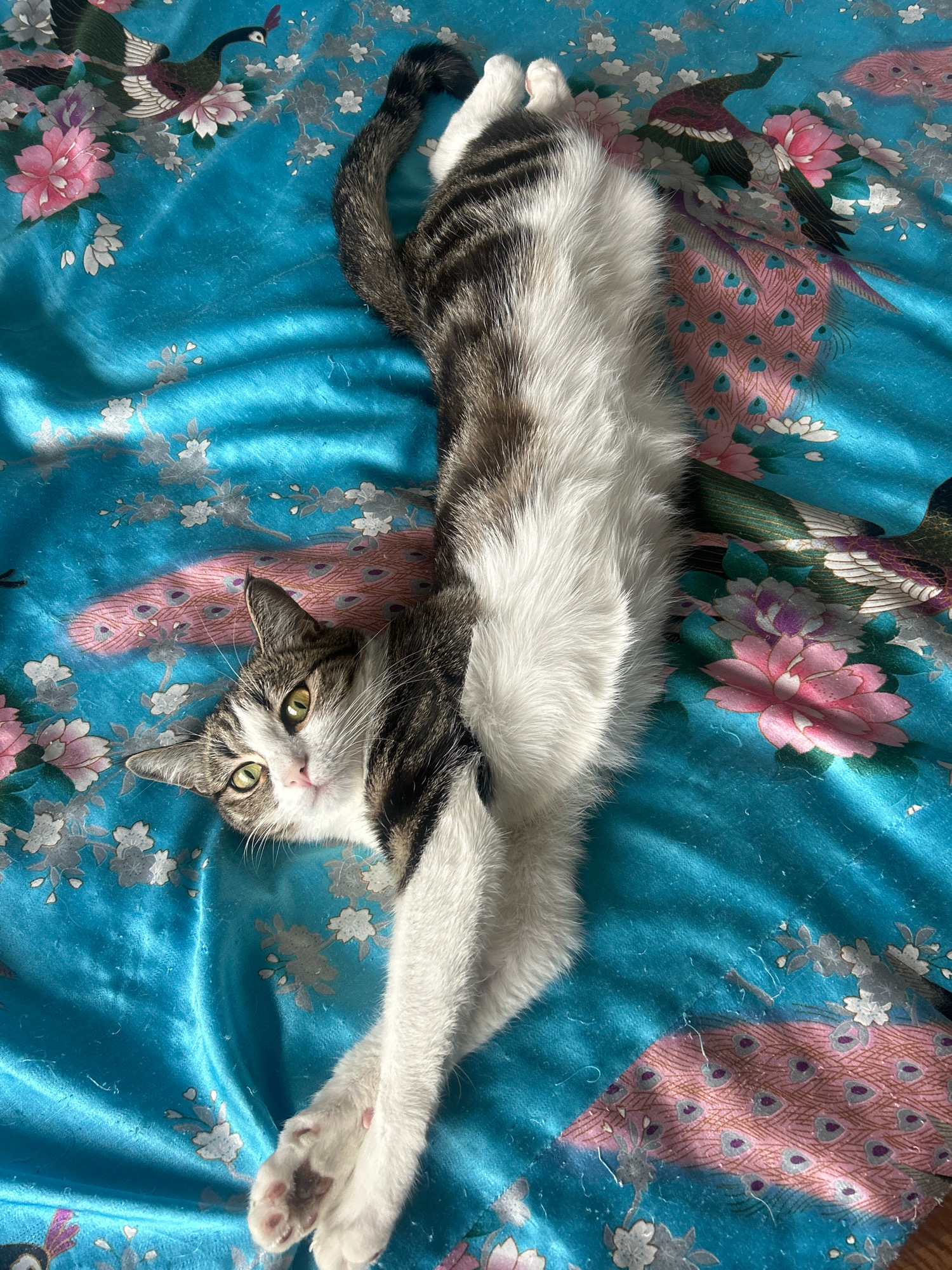 A domestic cat with tabby markings and white fur is lying stretched out on a blue satin fabric patterned with pink peacocks and pink and white flowers. The cat is positioned diagonally across the frame, with its head towards the bottom left and its tail extending towards the top right. The cat's eyes are open and it is looking directly at the camera. The fabric is creased and appears to be a bedspread or drapery. There is no indication of the city of Almaty, Kazakhstan in the image.