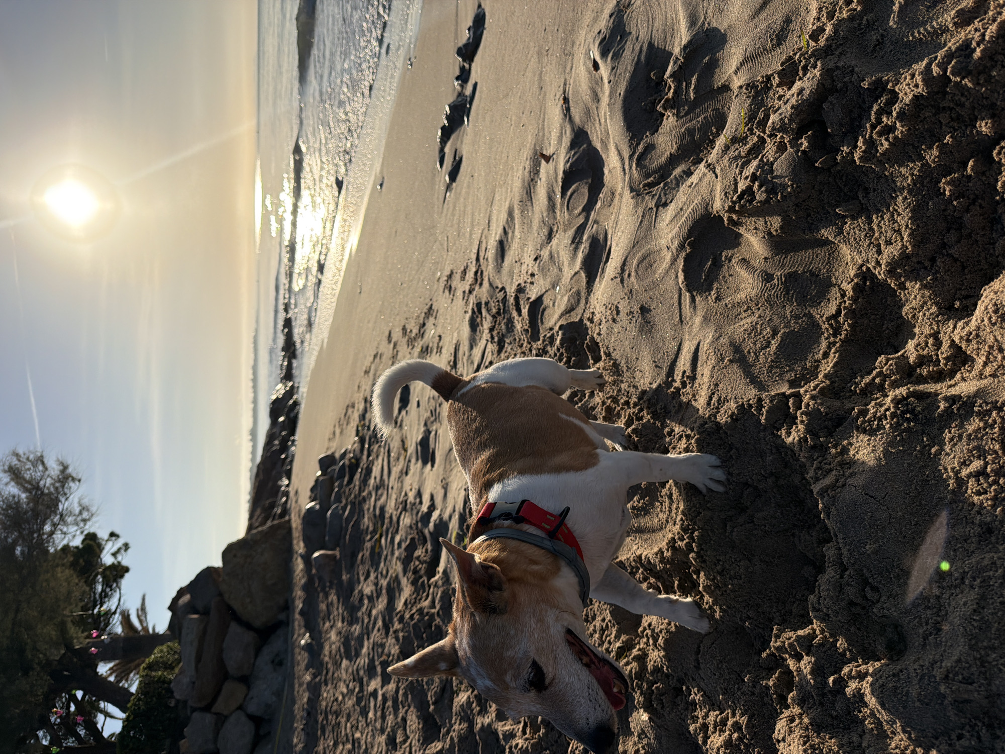 The image depicts a Jack Russell Terrier dog on a sandy beach at sunrise in Mont-roig del Camp, Spain. The dog, predominantly white with tan markings, is wearing a red and gray collar. It stands on the damp sand, with its mouth slightly open and tongue visible, appearing alert and engaged with its surroundings. The background shows the calm sea with gentle waves, reflecting the bright sun positioned high in the clear sky. The shoreline is lined with rocks and vegetation, suggesting a natural coastal environment. The sand in the foreground displays textured patterns from the receding waves and foot traffic, with some scattered organic debris. The overall scene is bathed in the warm, golden light of the early morning sun.