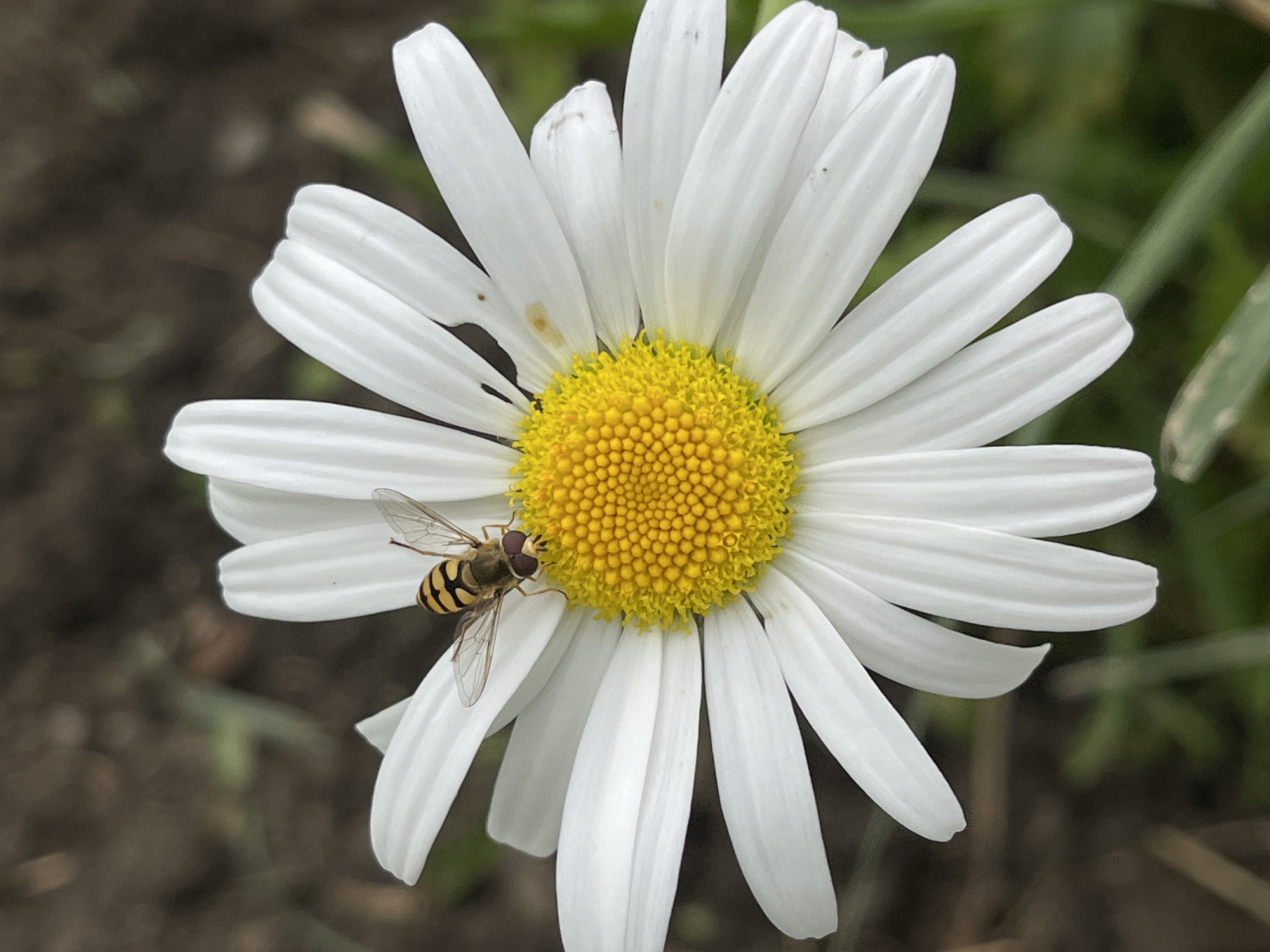 In the city of Sredny, Russia, a close-up, high-angle shot captures a hoverfly perched on a daisy. The daisy's white petals, some slightly damaged, surround a vibrant yellow center composed of numerous small florets. The hoverfly, with its distinctive black and yellow striped abdomen and translucent wings, is positioned on one of the white petals, near the yellow center. The background is softly blurred, showing dark earth and green foliage.