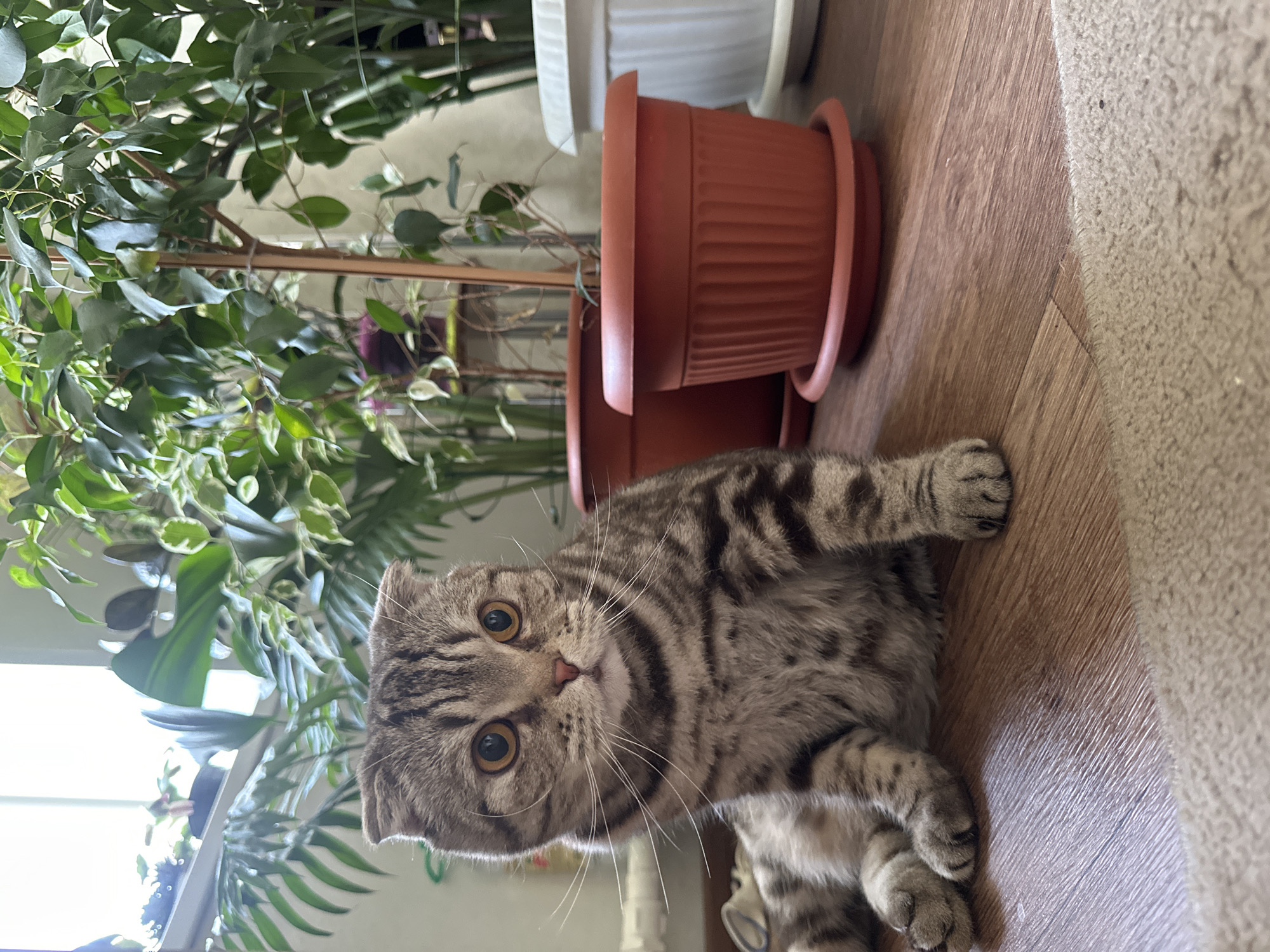 The image shows a tabby cat lying on a wooden floor indoors. The cat has golden eyes and is looking directly at the camera. To the left of the cat are several potted green plants of different varieties. Behind the cat is a stack of two brown, ridged flowerpots. The floor appears to be made of wooden planks.