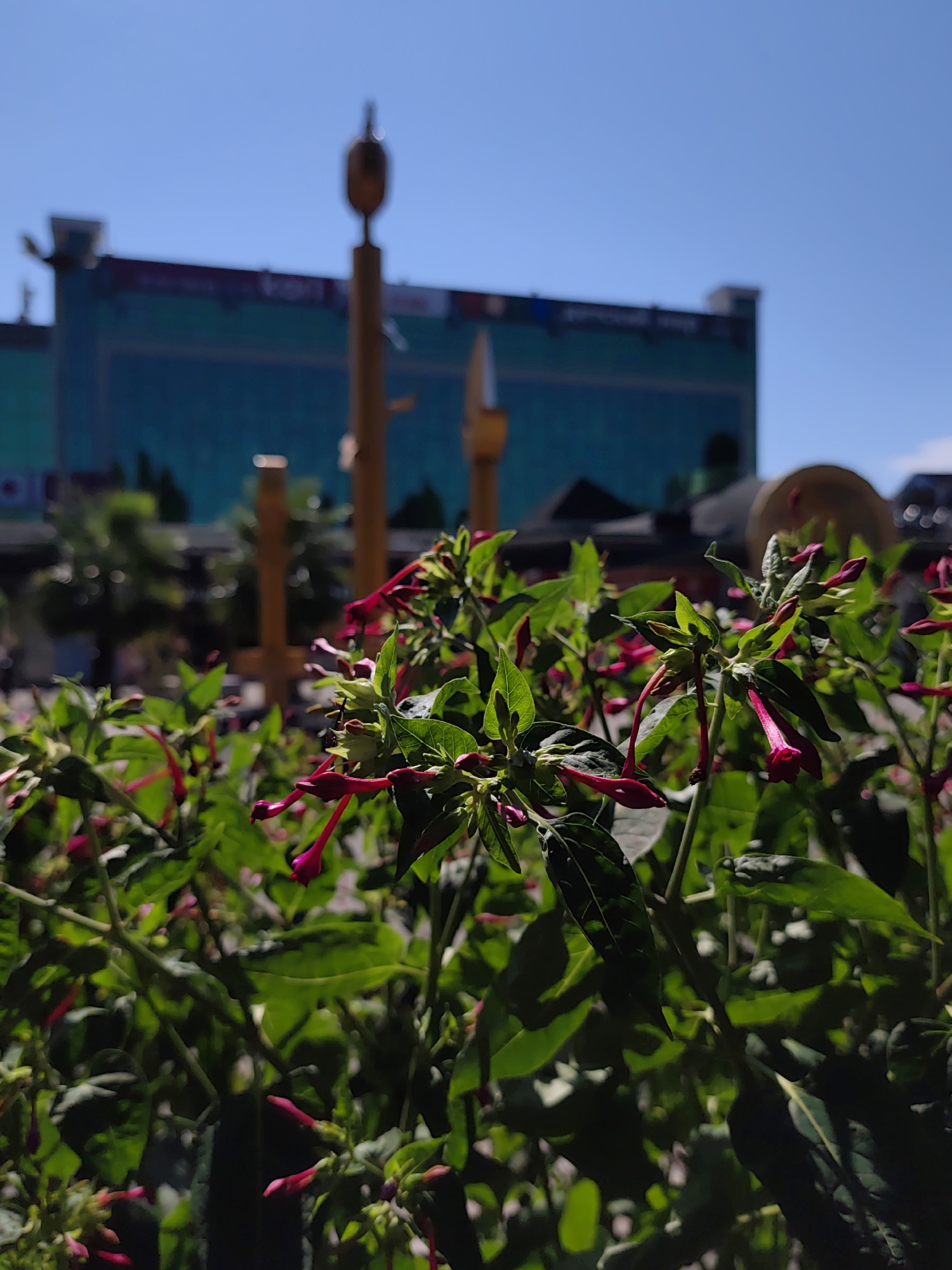 In Sochi, Russia, this photograph captures a cluster of four o'clock flowers in the foreground, their delicate pink trumpet-shaped blooms contrasting with lush green foliage. Behind the flowers, the scene is dominated by a vibrant teal-colored building, likely a commercial establishment or entertainment venue, with a long, horizontal maroon band running across its facade. Two slender, golden poles with rounded tops rise vertically in front of the building, their polished surfaces catching the sunlight. The sky above is a clear, bright blue. The image is taken from a low angle, with the flowers and their stems occupying the majority of the frame and blurring slightly towards the edges, creating a sense of depth. The overall impression is one of a sunny day in an urban setting, where nature and architecture coexist.