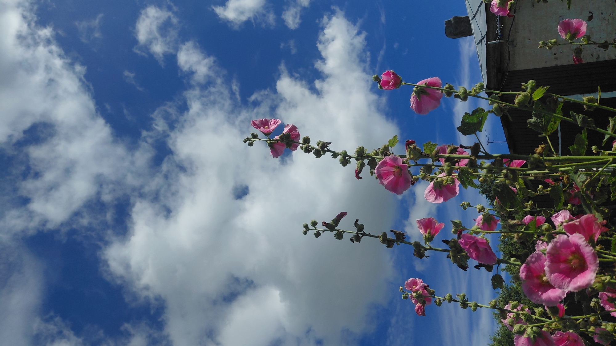 In the village of Bol'shoi Snezhetok, Russia, a low-angle shot captures a cluster of pink hollyhock flowers reaching towards a vibrant blue sky dotted with fluffy white clouds. The flowers, in various stages of bloom and with some buds still closed, are a prominent feature, their petals slightly ruffled and delicate. The green stems and leaves form a dense foreground, creating a naturalistic, almost wild, garden setting. In the background, a portion of a weathered building with a dark roof is visible, hinting at a rural dwelling. The lighting suggests a sunny day, with the sunlight illuminating the flowers and casting soft shadows. No people or animals are present in the frame. The overall impression is one of a serene summer day in the Russian countryside.