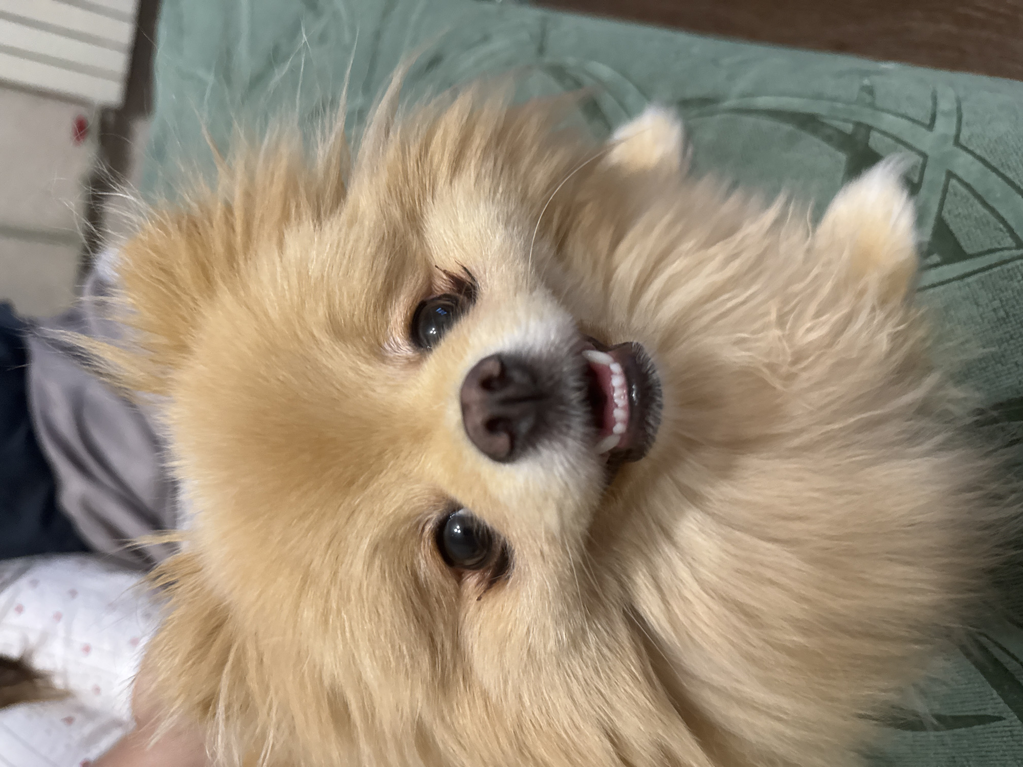 A Pomeranian dog with light brown fur and dark eyes is in the foreground of the image. The dog's mouth is slightly open, revealing its teeth. The dog is looking directly at the camera with a curious expression. The background is blurred and appears to be a person in a white shirt with pink dots, and a green surface that is likely a couch or blanket. The image appears to be taken indoors. The location is Unknown, Unknown.