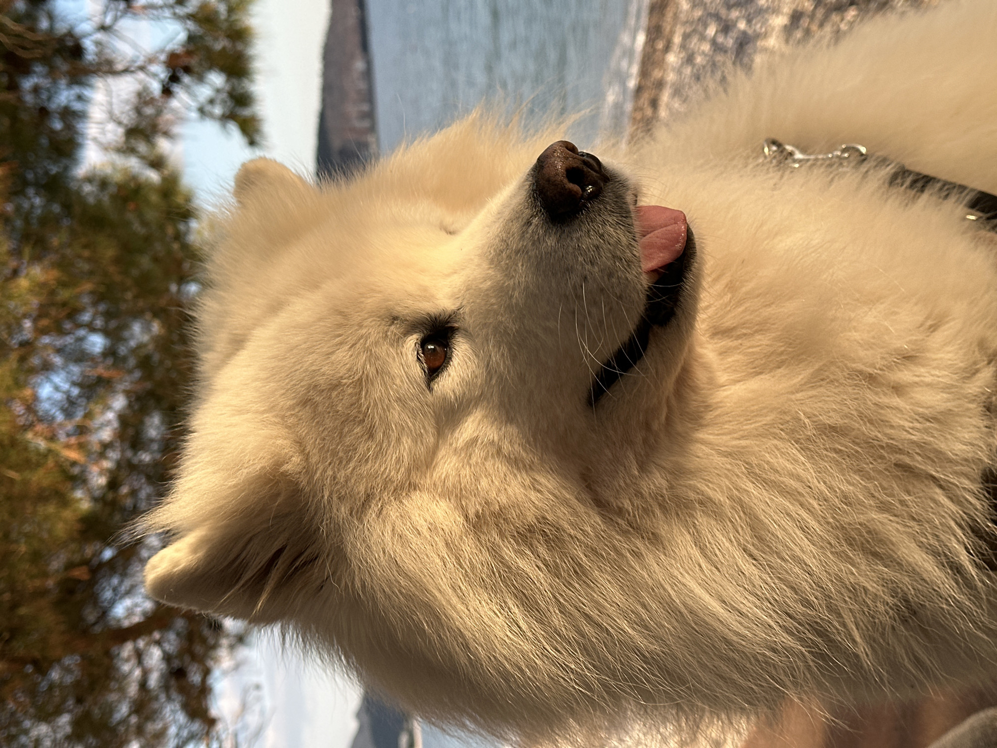 A close-up shot of a Samoyed dog, turned on its side, revealing its brown eye, black nose, and pink tongue slightly protruding. The dog is wearing a black harness with a silver chain. The background consists of a blurred view of water and a tree with green foliage. The location is likely near the Bar, Montenegro coastline.