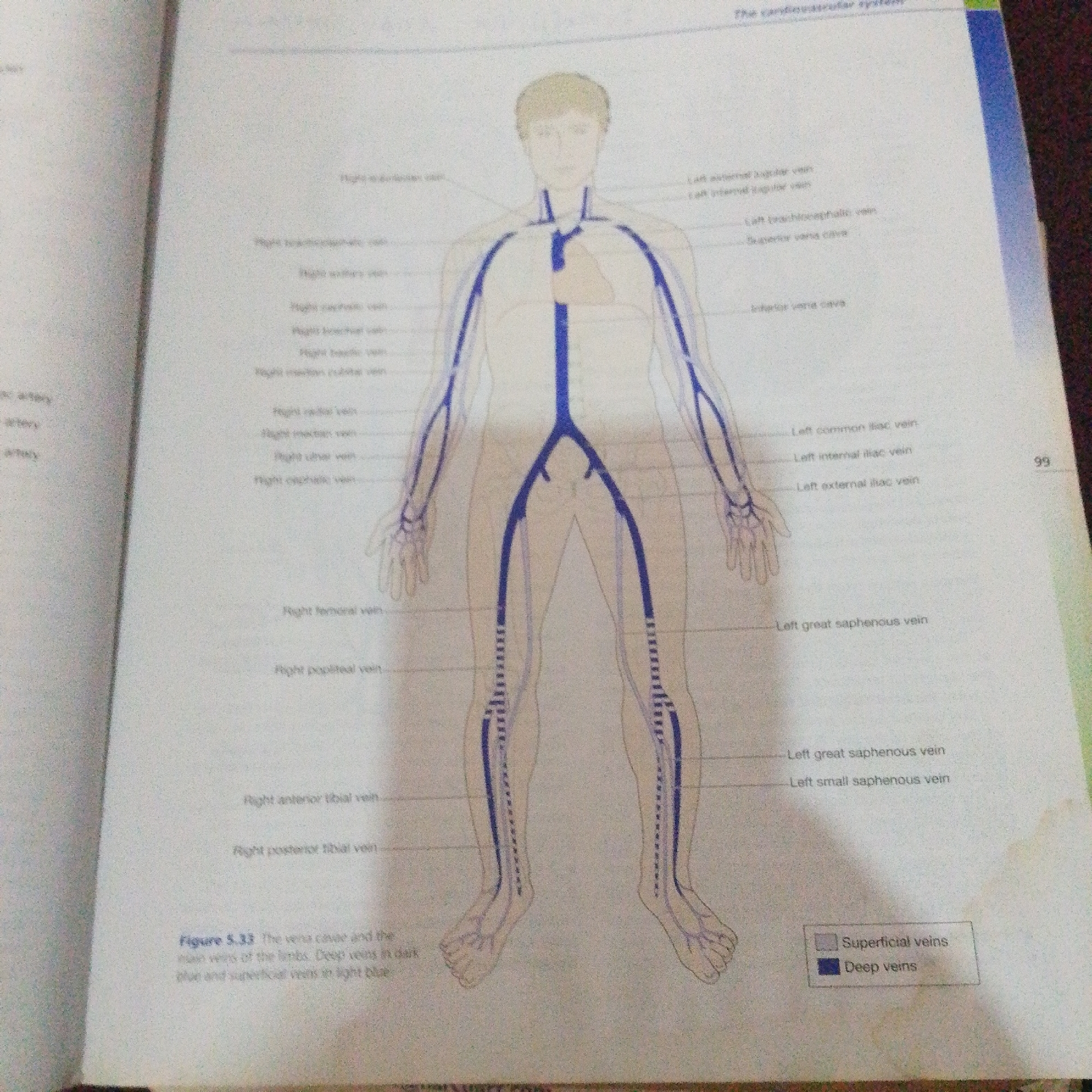 The image is a diagram illustrating the venous system of the human body. It depicts a simplified anatomical drawing of a person with major veins highlighted in blue. Labels point to specific veins on both the right and left sides of the body, including those in the head, neck, arms, torso, and legs. A legend at the bottom right distinguishes between "Superficial veins" (light blue) and "Deep veins" (dark blue). The diagram is labeled "Figure 5.33 The vena cavae and the main veins of the limbs. Deep veins in dark blue and superficial veins in light blue." The image is part of a book or document, as indicated by the page number "99" on the right side and the visible crease of a book spine on the left.
The image does not contain any information or context that would allow for its description in relation to the city of Jalingo, Nigeria. The scene depicted is purely anatomical and scientific.