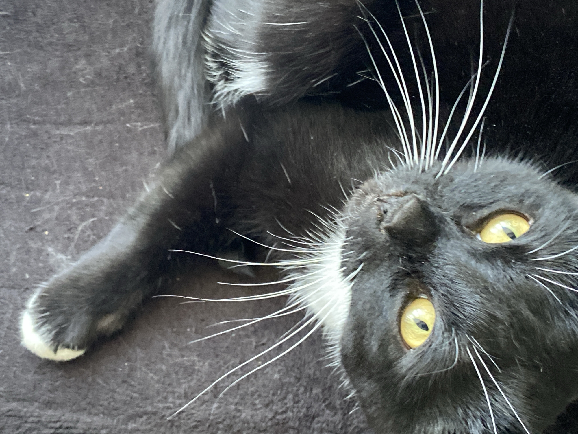 A close-up shot depicts a black cat lying on its back. The cat has a white patch on its chest and white whiskers. Its eyes are yellowish-gold, and one of its paws, also with a white tip, is visible in the lower-left corner. The background is a brown, textured surface. There is no indication that this image was taken in Chaikovsky, Russia.
