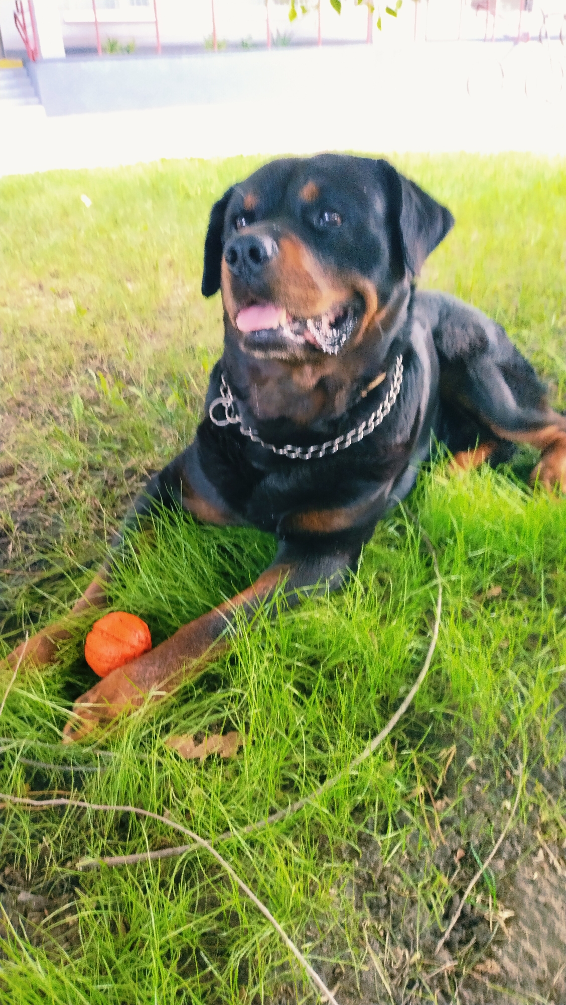 A Rottweiler dog is lying on green grass with an orange ball in front of its paws. The dog is wearing a silver chain collar. In the background, a building with a red railing is visible. The scene is outdoors, suggesting a park or yard in the city of Horishni Plavni, Ukraine.