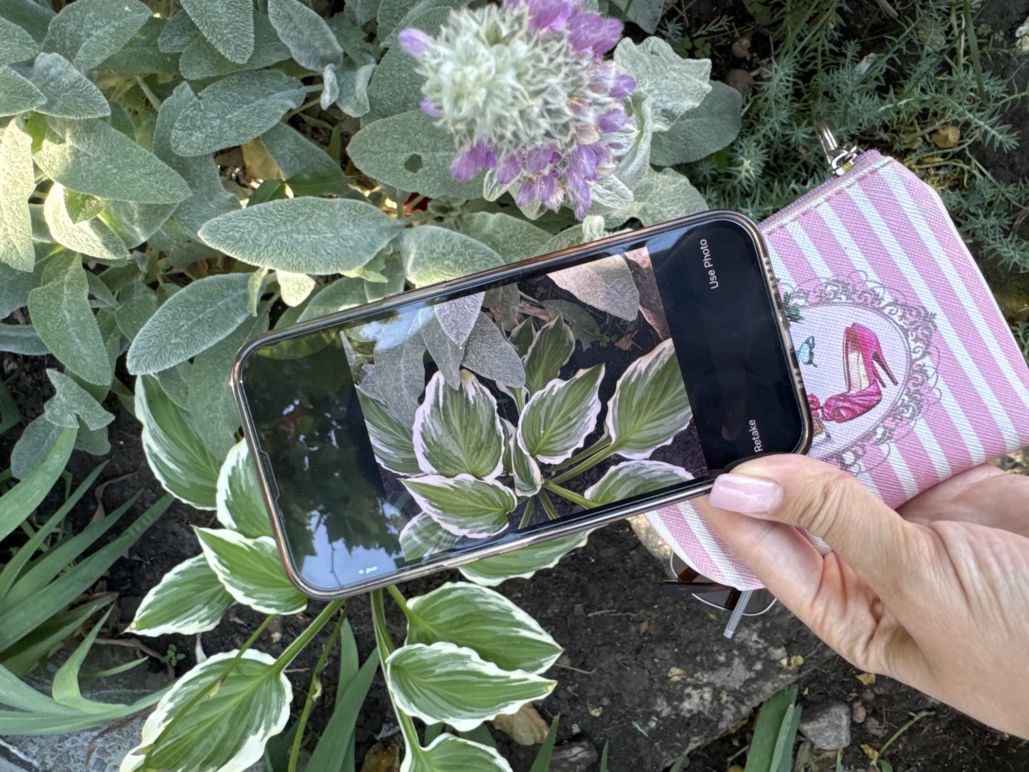 In Odesa, Ukraine, a person's hand with light pink painted fingernails holds a smartphone, capturing an image of hosta plants with variegated green and white leaves. The smartphone screen displays the hosta plants and the camera interface with "Retake" and "Use Photo" options. A pink and white striped wallet with a pink stiletto heel illustration is partially visible beneath the phone. The background consists of lush green foliage, including fuzzy, pale green leaves of another plant and a fuzzy purple flower. The scene appears to be in an outdoor garden setting.