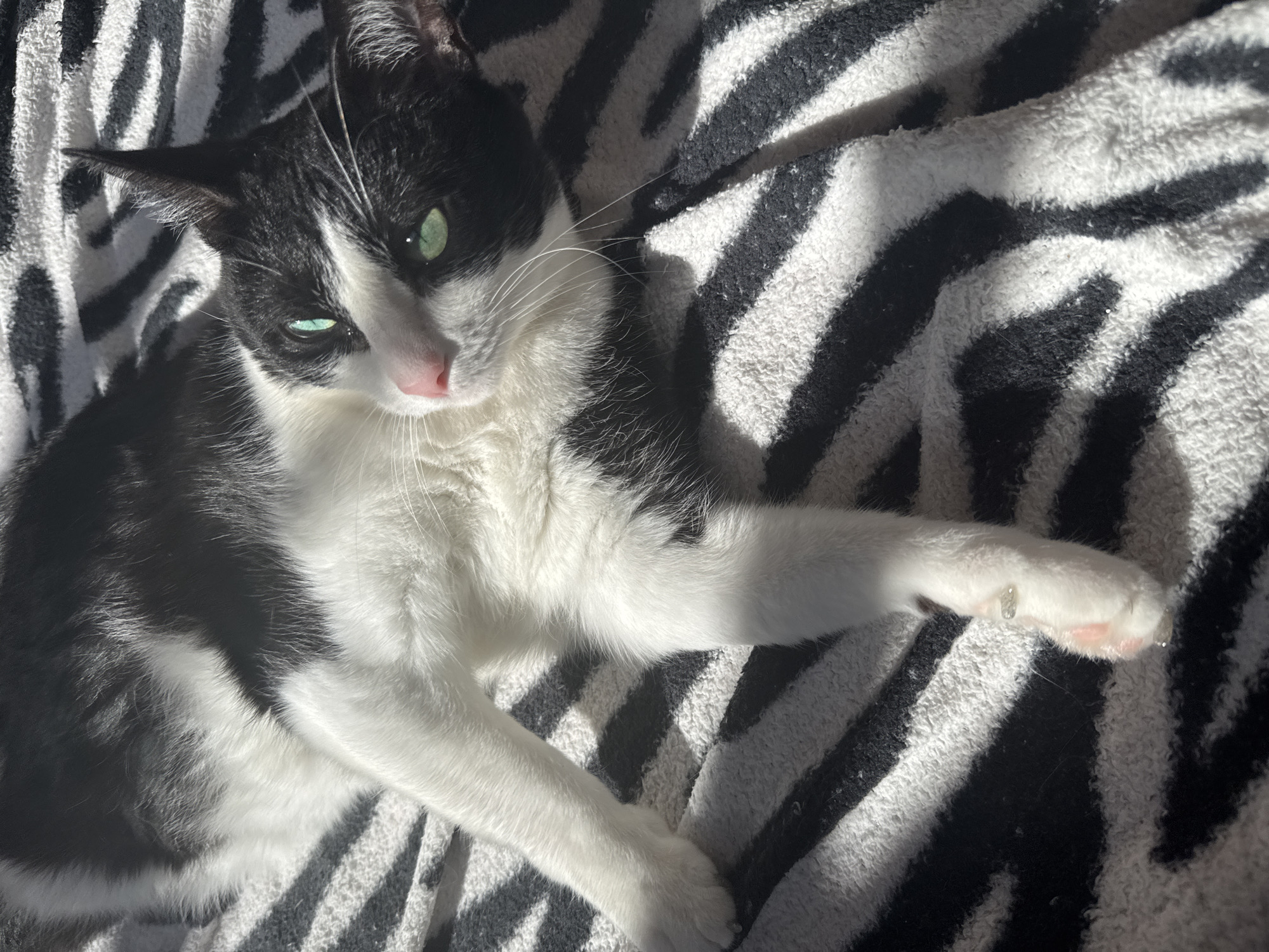 A black and white tuxedo cat is lying on a black and white zebra-striped blanket. The cat is facing the camera, with its body angled slightly to the left. The cat has green eyes and a pink nose. Sunlight is streaming through an object, casting shadows across the blanket and the cat's body. The specific location in Chaikovsky, Russia cannot be determined from this single image.