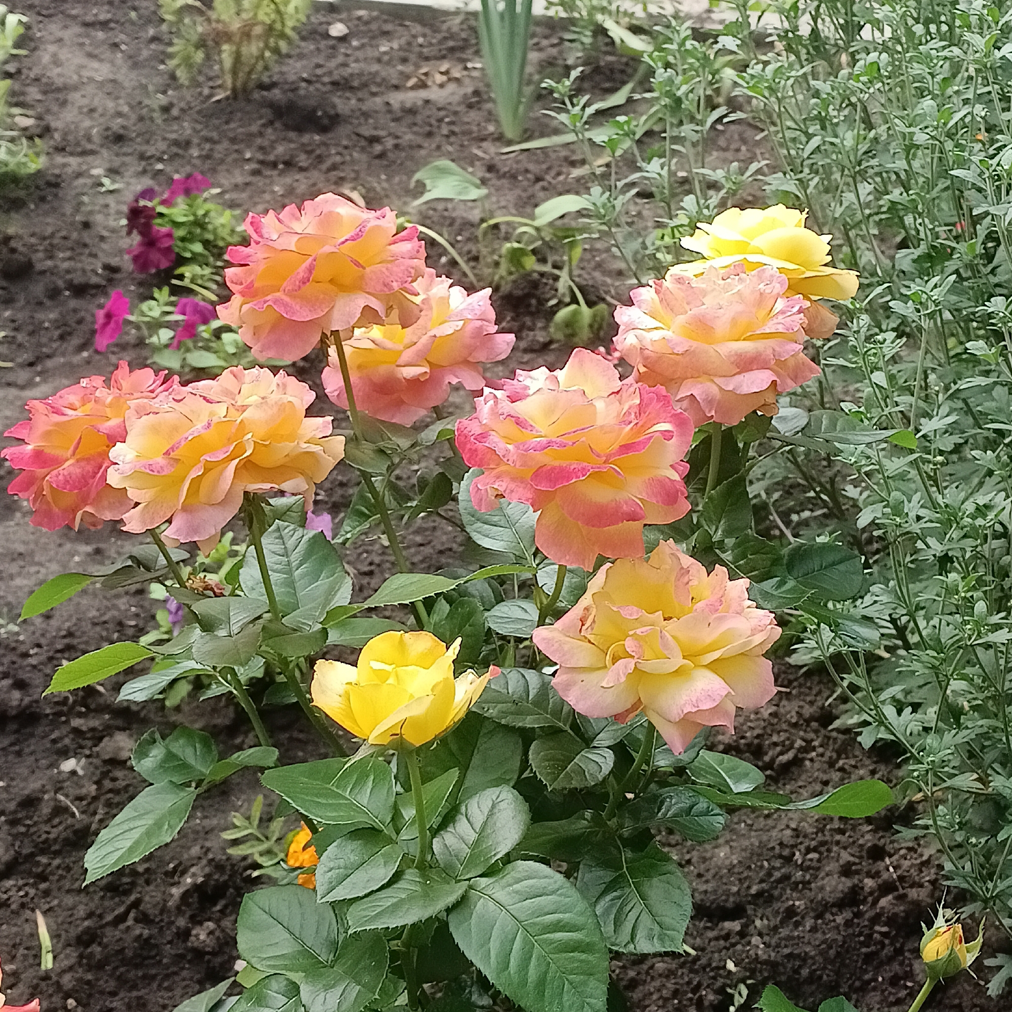 In Samara, Russia, a cluster of roses with variegated pink and yellow petals bloom in a garden bed. The roses are in various stages of bloom, with some fully open and others still forming buds. Lush green leaves and stems support the flowers. The soil in the garden bed is dark and rich, with a few smaller plants and fallen petals scattered across its surface. To the right of the roses, a dense patch of green foliage forms a backdrop. The overall scene depicts a well-maintained garden, likely a private or public green space within the city. There are no people visible in the image.