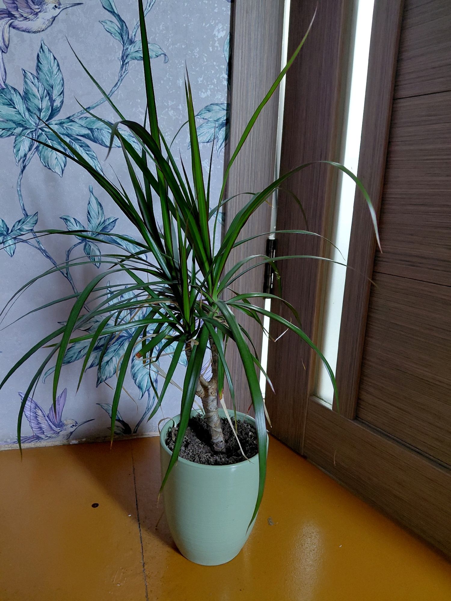 In a room in Malinovka, Russia, a potted Dracaena plant with long, slender green leaves sits on an orange floor. The plant is in a light green ceramic pot. Behind the plant is a wall with light blue wallpaper featuring a pattern of birds and foliage. To the right of the plant is a wooden door with a vertical panel of glass that reflects light.