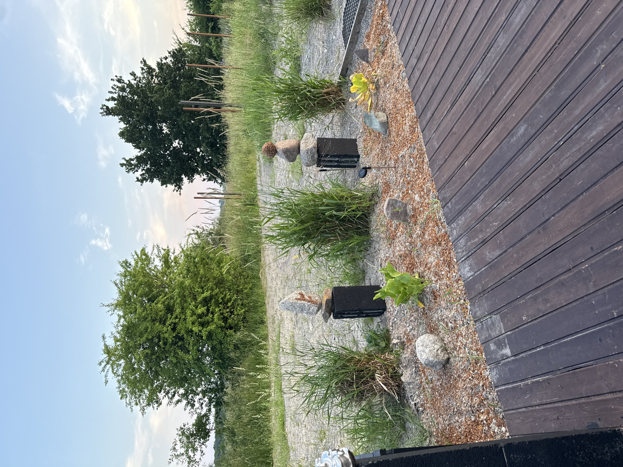 The image depicts an outdoor scene with a wooden deck in the foreground, running diagonally from the bottom right corner towards the top. Beyond the deck, a gravel and small stone area is visible, interspersed with patches of tall green grass and some small plants. Two black rectangular objects, possibly planters or decorative elements, are placed among the grass, each topped with a stack of smooth, grey stones. One of these stacks features a round, reddish-brown stone on top. In the background, a paved path or road is visible, bordered by more grass and foliage. Further back, large trees with dense green leaves are present. The sky is a clear blue with scattered white clouds, suggesting it is daytime, possibly late afternoon or early evening due to the soft lighting. The overall setting appears to be a garden or outdoor living space, possibly in a rural or semi-rural location, given the natural elements and open sky. There is no visible text in the image.