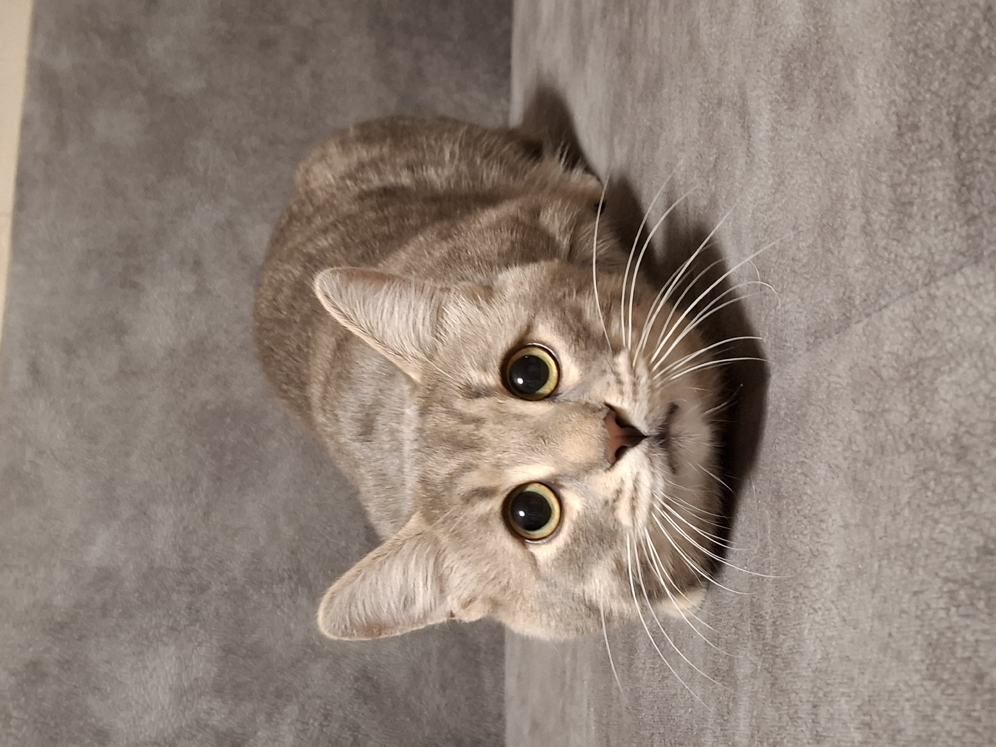 A domestic cat with light brown or tan fur and faint tabby stripes is the sole subject of this close-up image, taken in Novi Sad, Serbia. The cat is seen from an overhead perspective, lying on a soft, uniform grey surface, possibly a sofa or bed, in what appears to be an indoor setting. Its head is slightly tilted, and its large, round, yellowish-green eyes with widely dilated pupils are fixed directly on the viewer, conveying a sense of intense curiosity or alertness.
Prominent features include its long, bright white whiskers that fan out from its muzzle, and its small, pink nose. The texture of the cat's fur is visible, showing fine hairs and subtle patterning. The background is a plain, textured grey fabric, with a slight corner or crease visible behind the cat's head, suggesting it is nestled into a corner of the furniture. The lighting is soft but distinct, highlighting the cat's features and creating gentle shadows on the background. There is no visible text in the image.