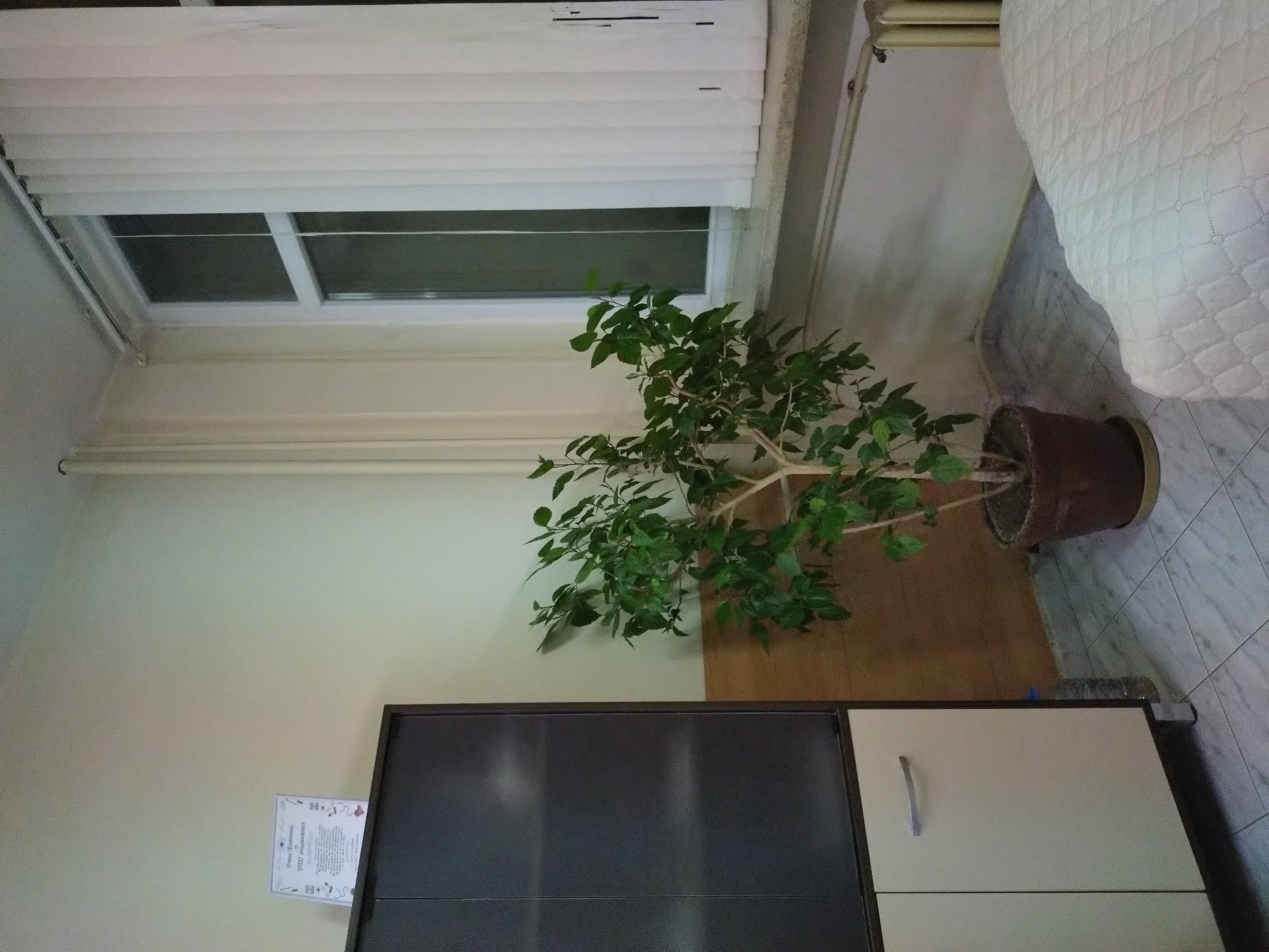 Indoor shot of a room in Stara Zagora, Bulgaria. The room features a window with closed white blinds. A potted plant sits in front of the window. Below the plant is a two-door cabinet with one door being dark gray and the other cream-colored with a silver handle. A document with Bulgarian text is posted on the wall next to the cabinet. A bed partially visible in the upper right corner. The room is tiled with light grey marble-like tiles.