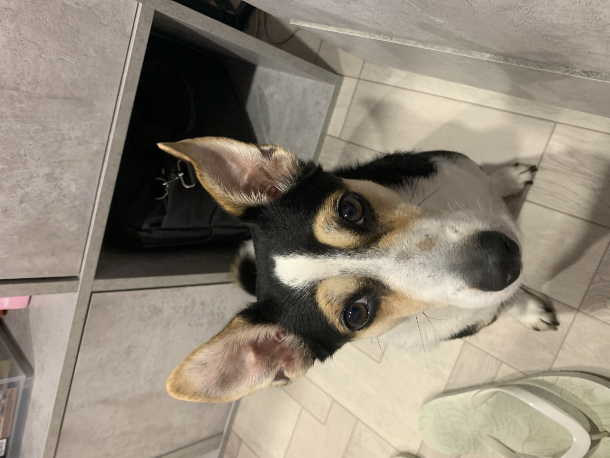 The image shows a medium-sized dog with black, white, and tan markings, sitting on a light-colored tiled floor. The dog has large, pointed ears and dark brown eyes. A light green flip-flop is visible to the left of the dog. In the background, there are gray cabinets and a shelf containing a black bag. The image is taken from a high angle, looking down at the dog. There is no discernible information in the image to indicate the location as Asha, Russia, or any other specific city.