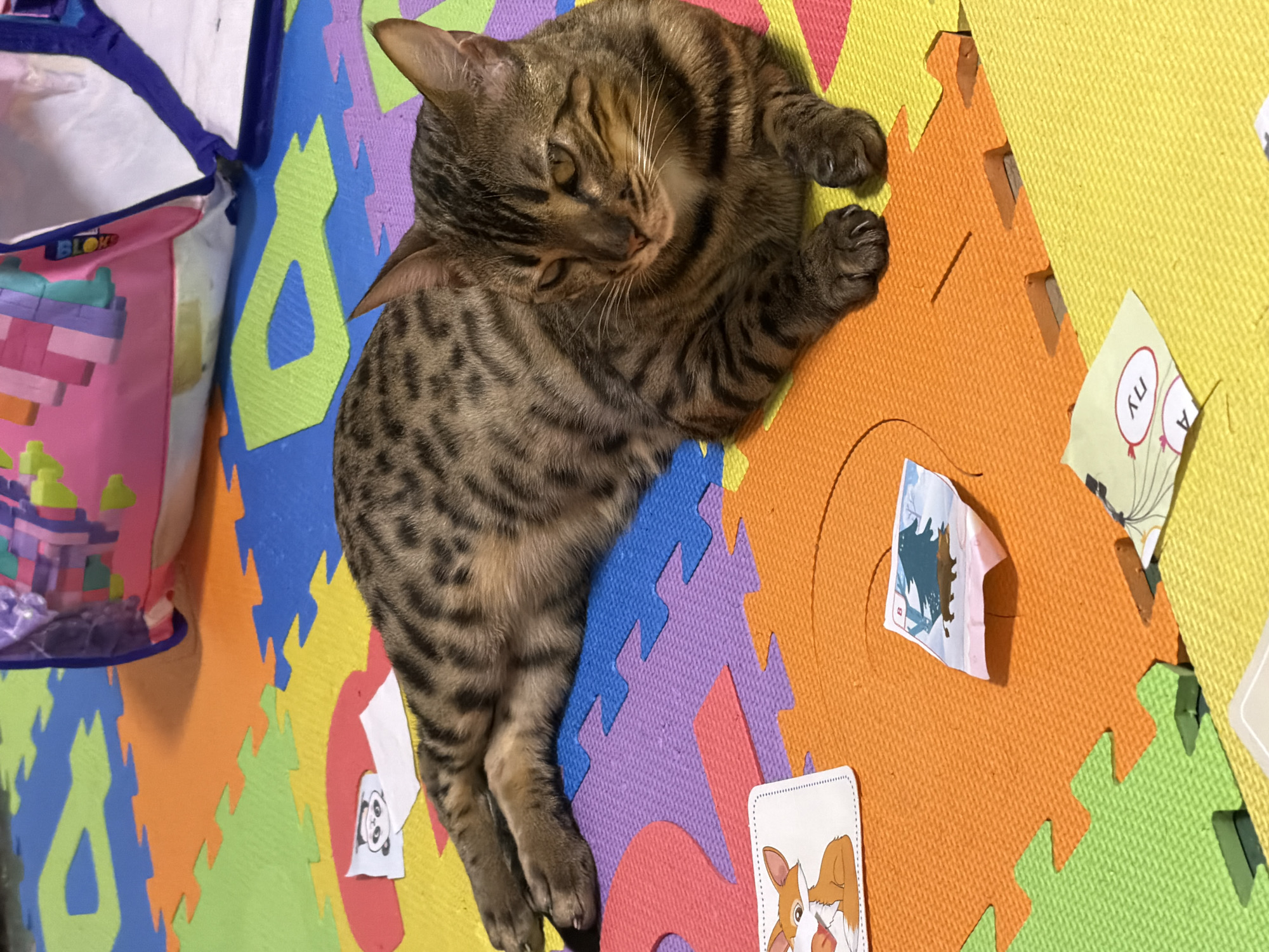 A Bengal cat lies on its back on a colorful foam puzzle mat. The cat has brown and black tabby markings, yellow eyes, and white whiskers. Its paws are outstretched, and its claws are visible. The mat is made of interlocking foam pieces in various colors, including yellow, orange, purple, blue, and green. The cat is positioned in the center of the mat, with its head facing left and its body extending towards the right.
Several small papers or cards are scattered on the mat around the cat. One paper on the yellow section of the mat has an illustration of two balloons with the text "пу" written on it. Another paper on the orange section depicts a cartoon animal, possibly a bear, in a snowy landscape. There is also a small card with a drawing of a hamster on it.
To the left of the cat, a pink and purple bag with the word "BLOK" printed on it is partially visible. The bag appears to be a toy or storage bag and is adorned with colorful block-like designs. The background is out of focus but appears to be a light-colored surface. The lighting suggests indoor illumination. The overall scene conveys a playful and domestic setting, with the cat appearing relaxed and comfortable. There are no clear indications of time of day or weather conditions. The location context is Dnipro, Ukraine.