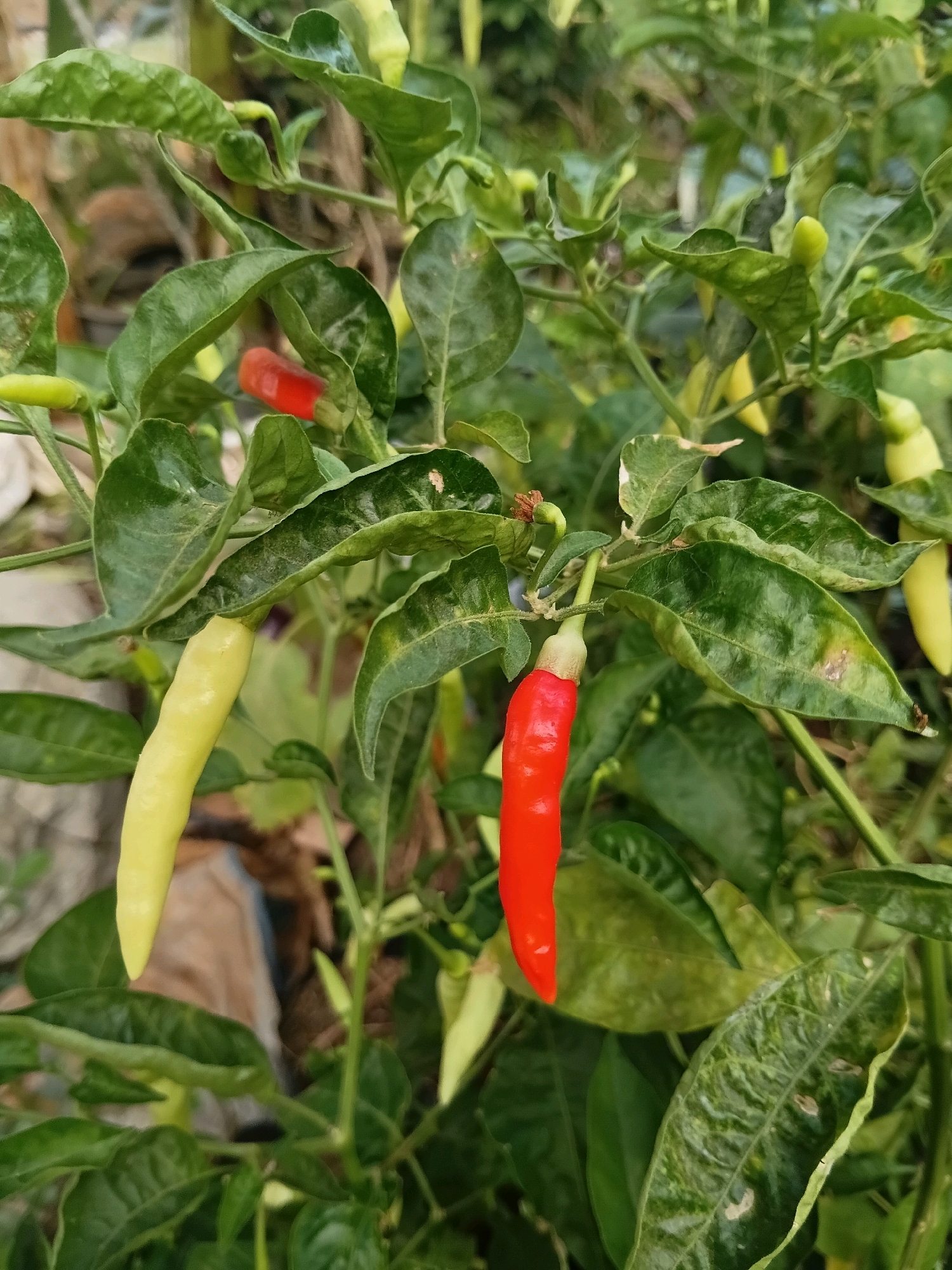 The image shows a close-up of a chili pepper plant with ripe red and unripe yellow chilies. The plant has lush green leaves, some of which show signs of slight damage or discoloration. A bright red chili hangs prominently in the foreground, its stem still attached to the plant. To its left, a pale yellow chili is also visible. The background is softly blurred, suggesting an outdoor environment. There are no people or animals present in the image. The setting appears to be a garden or farm in Cikal, Indonesia, indicated by the tropical vegetation and the general aesthetic.