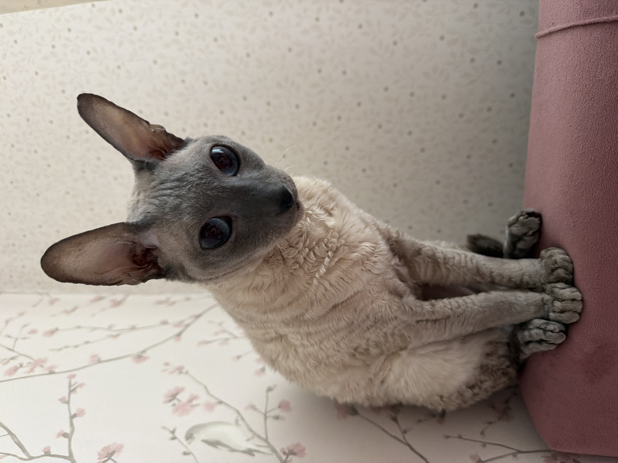 A Cornish Rex cat with large blue eyes, grey head, and cream-colored, curly fur, sits on a pink cushion in front of patterned wallpaper. The wallpaper on the left features a subtle floral design with pink blossoms and branches, while the wallpaper on the right has a faint dotted pattern. The cat is facing slightly to the right, with its paws tucked underneath its body. The overall scene suggests an indoor domestic setting. There is no indication of the location being in Moscow, Russia.