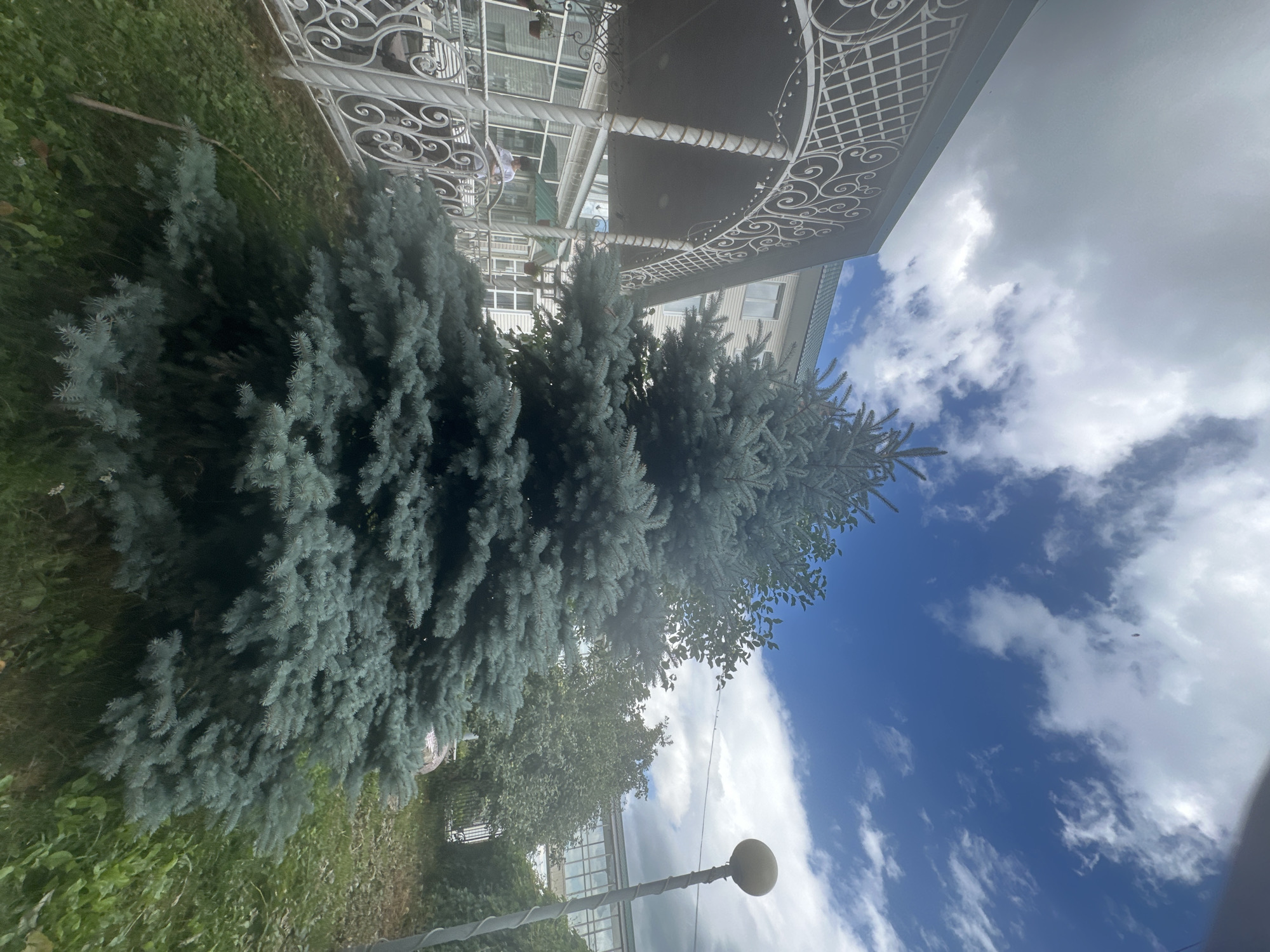 An outdoor, low-angle shot captures a dense, blue spruce tree in the foreground, positioned in front of a light-colored building with a green roof. The building has a covered porch area with ornate white metal railings and decorative pillars. Through the porch and windows, additional sections of the building and more greenery are visible. A person, wearing a light-colored shirt, is standing on the porch, partially obscured by the railings. The sky above is a vibrant blue with scattered white clouds. To the right of the spruce tree, a lamppost with a round light fixture stands near the building. The ground around the tree is covered with grass and some fallen leaves. The scene appears to be set in a public or residential area, possibly a park or courtyard, given the presence of the building, landscaping, and public amenity like the lamppost. The overall impression is of a pleasant, overcast day.