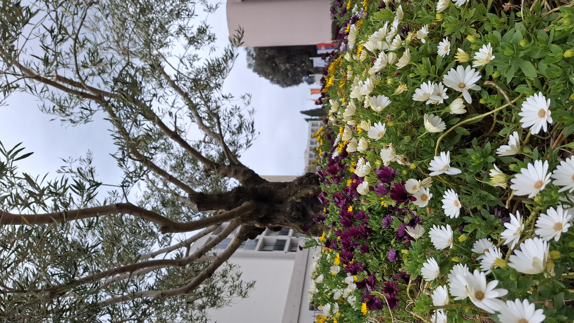 An outdoor shot presents a ground-level perspective of a cityscape. The camera is pointed upwards, catching a sprawling tree with slender branches and sparse leaves to the left. Adjacent to the tree, a colorful flowerbed stretches into the foreground. The flowers are a mix of white, yellow, and purple.
In the background, buildings rise behind the tree and flowers. These structures appear to be residential or commercial, with neutral-toned facades. The skyline is muted with a soft, overcast sky.