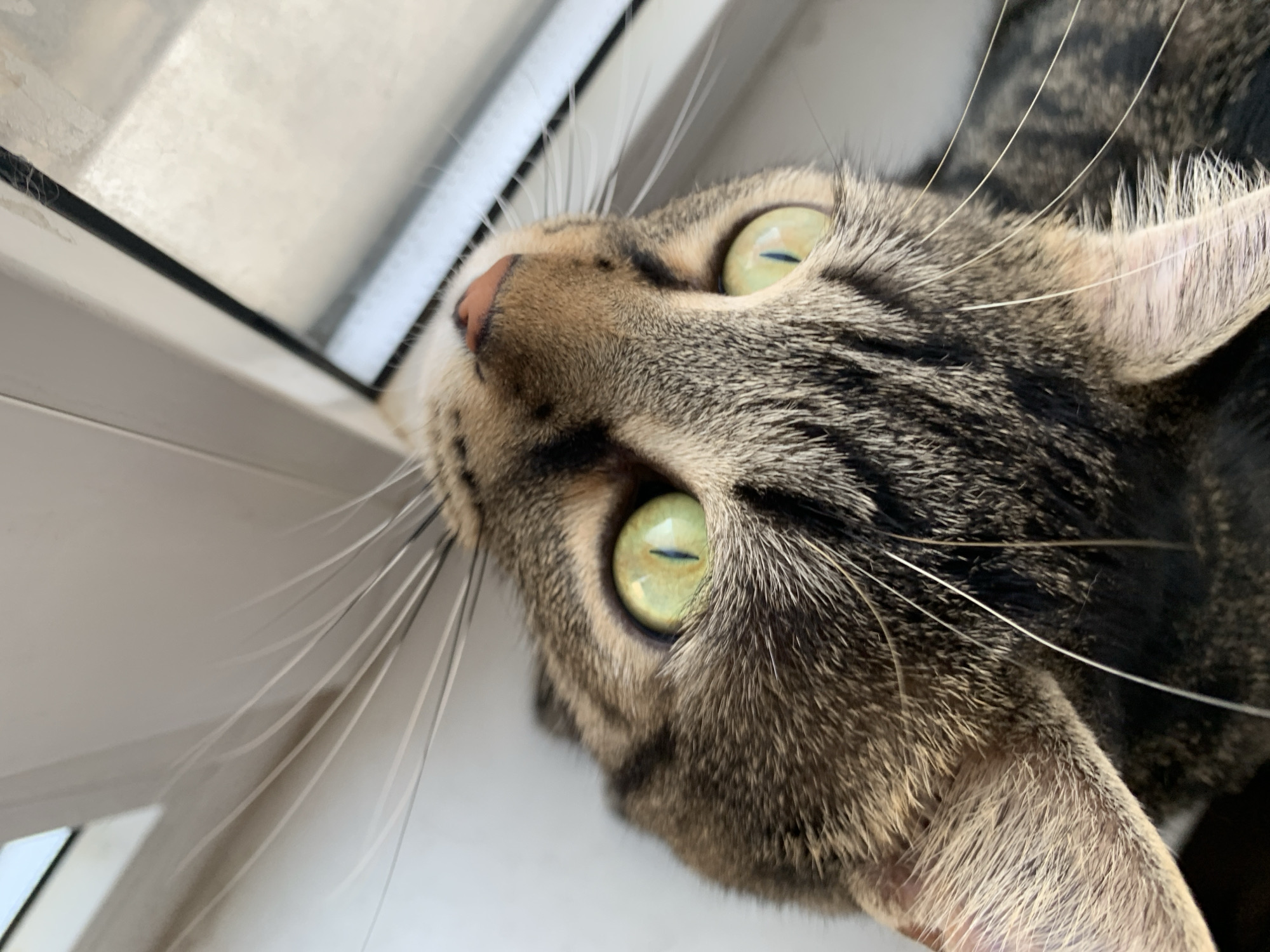 A close-up, eye-level shot captures the face of a tabby cat looking upwards and to the right, towards a window. The cat's green eyes are wide and alert, with slit pupils, and its whiskers fan out dramatically. The fur is a mix of brown, black, and grey stripes. The background is a lightly colored, textured wall and a portion of a window frame, suggesting the cat is on a windowsill. The lighting suggests daylight. There is no indication of the city of Stavropol, Russia in the image.