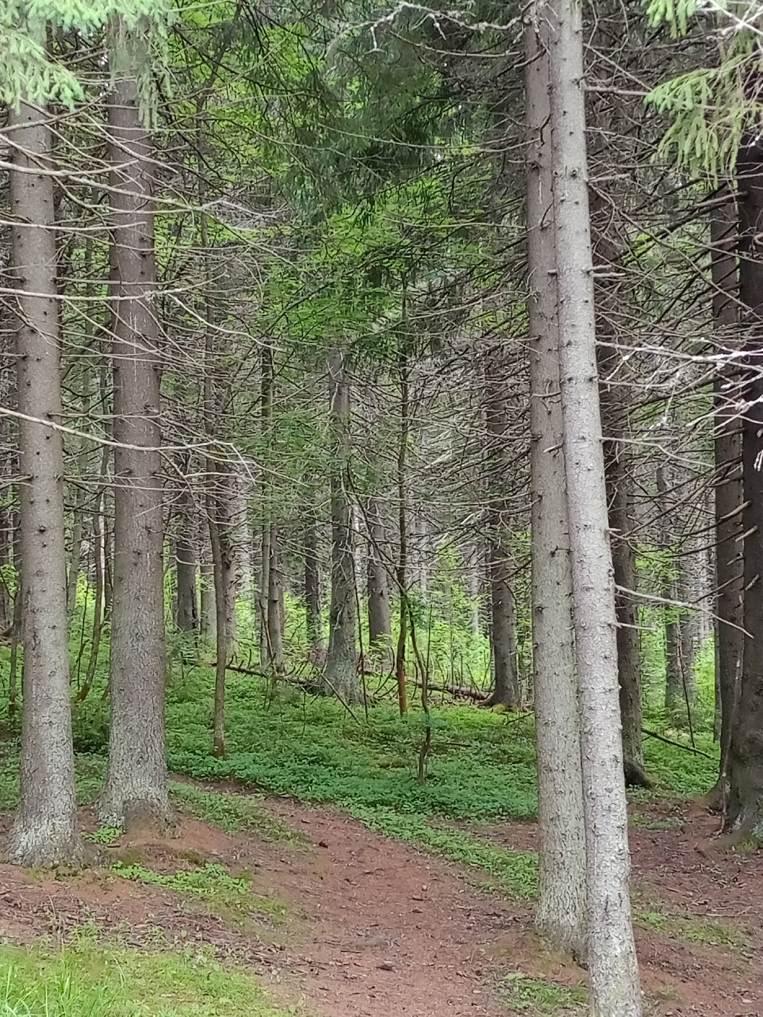 The image shows a dense forest with tall, slender trees. The ground is covered in green undergrowth and a dirt path winds through the scene. The lighting suggests it is daytime, with sunlight filtering through the canopy. There are no people or animals visible in the image, nor any signs of human activity other than the path. The overall impression is one of a natural, undisturbed woodland environment.