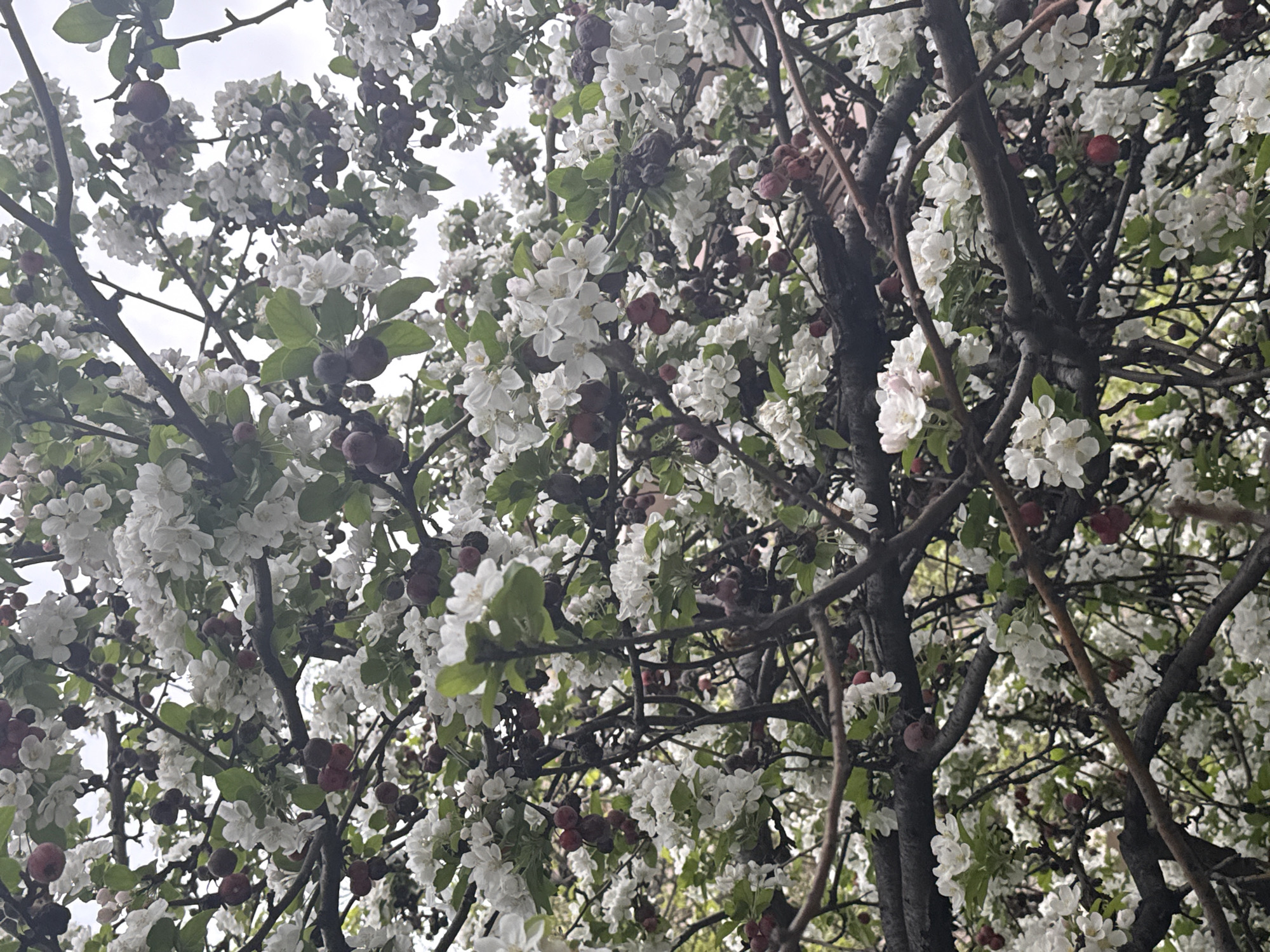 The image shows a crabapple tree in full bloom. The white flowers are abundant and scattered throughout the branches. Small, dark red or purple fruits are also visible among the flowers. The branches are bare except for the blossoms and fruits. The location is in the city of Unknown, Unknown. The sky is overcast and visible through the tree branches.