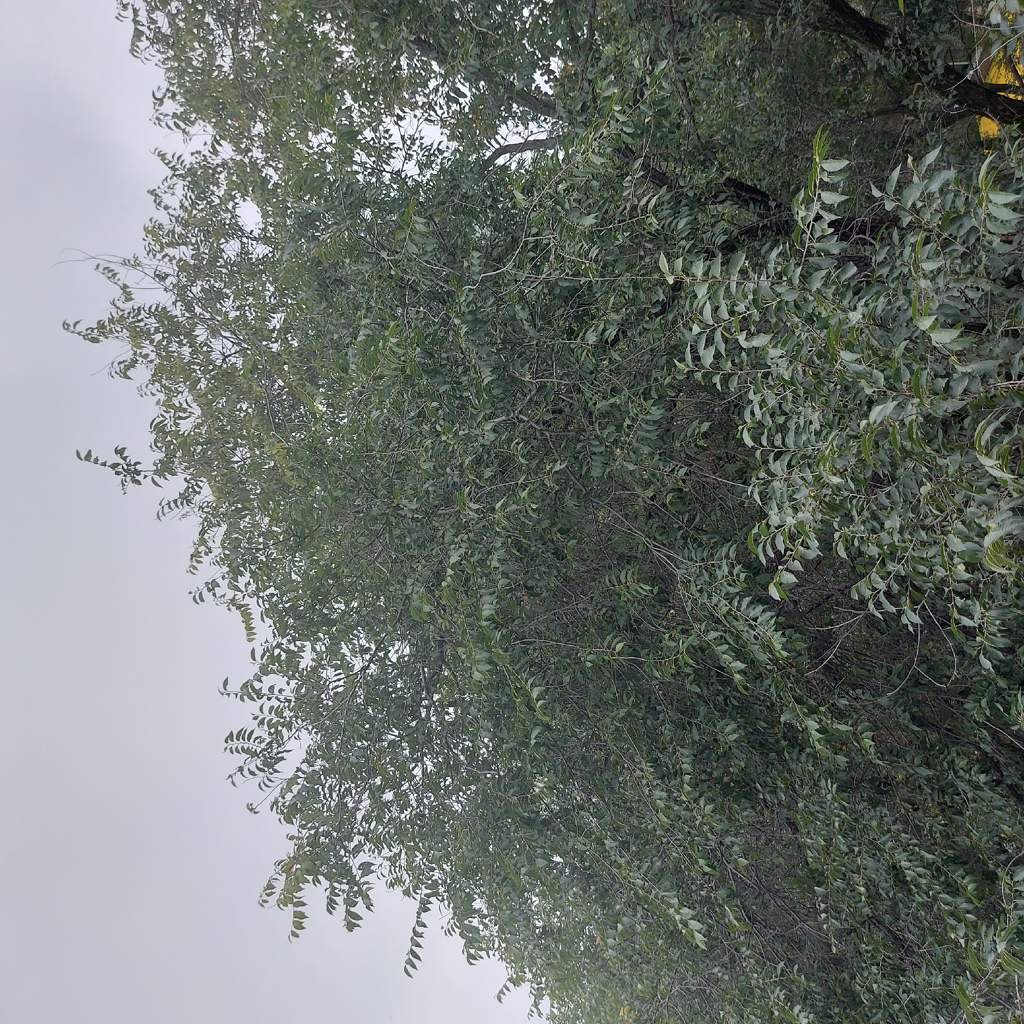 The image shows a dense canopy of green foliage of a tree against an overcast sky. The leaves are small and oval-shaped, with serrated edges. The branches are thin and numerous, creating a complex network within the foliage. The overall impression is of a lush and healthy tree. The location is the city of Svobodny, Russia, though no specific landmarks or context are visible in the image to pinpoint the exact location within the city. No people or animals are present.