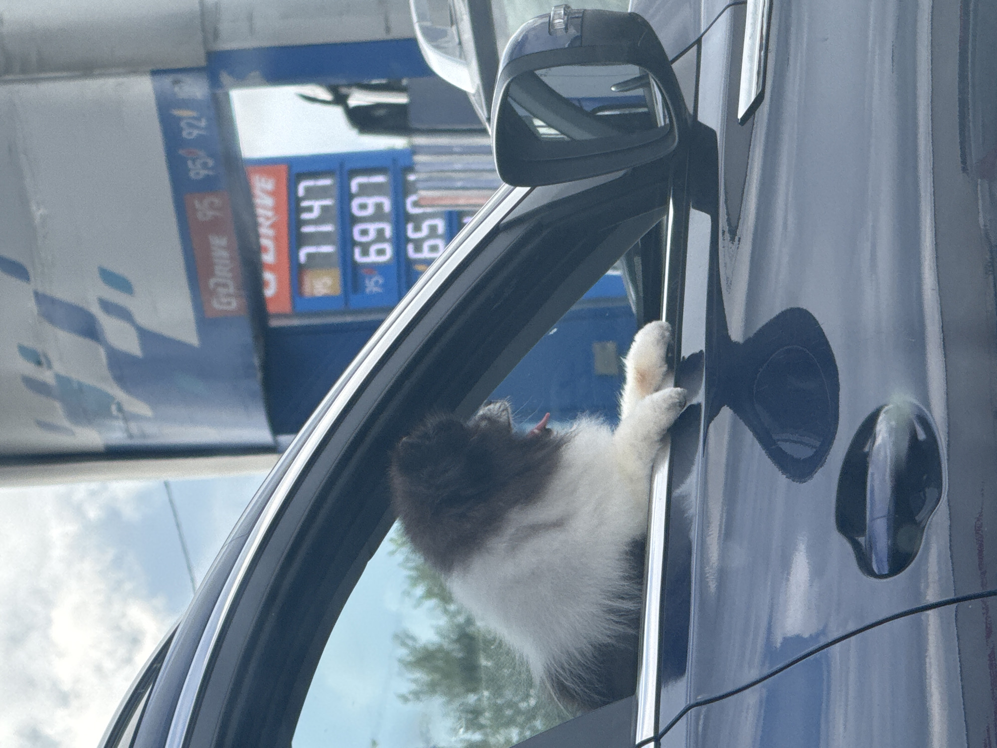 A small, fluffy dog with brown and white fur sits with its head and front paws out of a car window, looking to the right. The dog appears to be yawning or panting, with its tongue visible. The car is dark blue and partially reflects the surroundings. In the background, a gas station sign displays prices for different grades of gasoline, with "GoDRIVE 95" and "95" followed by "92". Below these, illuminated digital displays show prices of "7147" and "6997". The sky is cloudy with patches of blue. The overall scene is captured from a slightly low angle, looking towards the car and the gas station. The location is the city of Ust'-Syny, Russia.