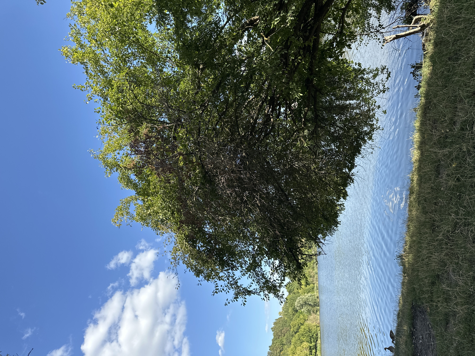 The image depicts a serene lakeside scene in Makiv, Ukraine, on a bright, sunny day. The foreground features dry grass and a dirt path leading to the water's edge. Two ducks are visible by the water. A large tree with lush green leaves overhangs the scene, casting a shadow on the grass. The lake itself is calm, with gentle ripples reflecting the blue sky and scattered white clouds. Across the lake, a densely wooded hillside with various shades of green trees forms the background. The overall atmosphere is tranquil and natural.