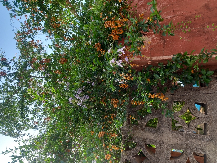 The image shows a dense, leafy tree with a wall in the foreground. The tree has small, orange fruits and pale purple flowers growing on the branches, along with green leaves. The tree is in a small courtyard area with a red brick wall to the right of the tree and a gray concrete wall with an intricate pattern to the left of the tree. The image was taken in the city of Ita Oniyan, Nigeria at the coordinates latitude: 7.286, longitude: 5.16.