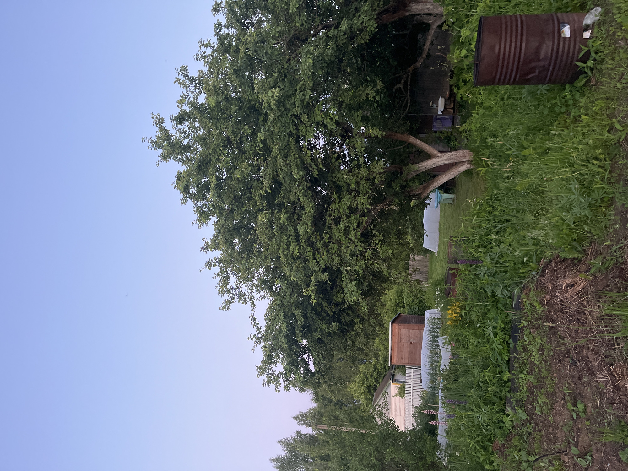 This is a vertical, eye-level, outdoor, medium-shot photograph of a rural backyard garden in the village of Klobushnevo, Russia. The sky is clear and a pale blue, transitioning to a soft pinkish hue near the horizon. In the foreground, a patch of tilled soil and dried vegetation is visible. The middle ground is filled with lush green grass and various plants, including lupine flowers with purple and pink blooms, and yellow flowers. Several white plastic greenhouse covers are set up over garden beds. To the left, a white wooden house with a peaked roof and a white picket fence stands partially obscured by trees. Next to the house, a small wooden shed with a reddish-brown roof and door is situated behind the fence. A large, leafy tree dominates the right side of the frame, its branches extending across the image. In the background, more trees and vegetation create a dense green backdrop. To the far right, a rusty, ribbed metal barrel stands upright in the grass. The scene appears to be set during twilight, with soft, diffused lighting. There are no people visible in the image.