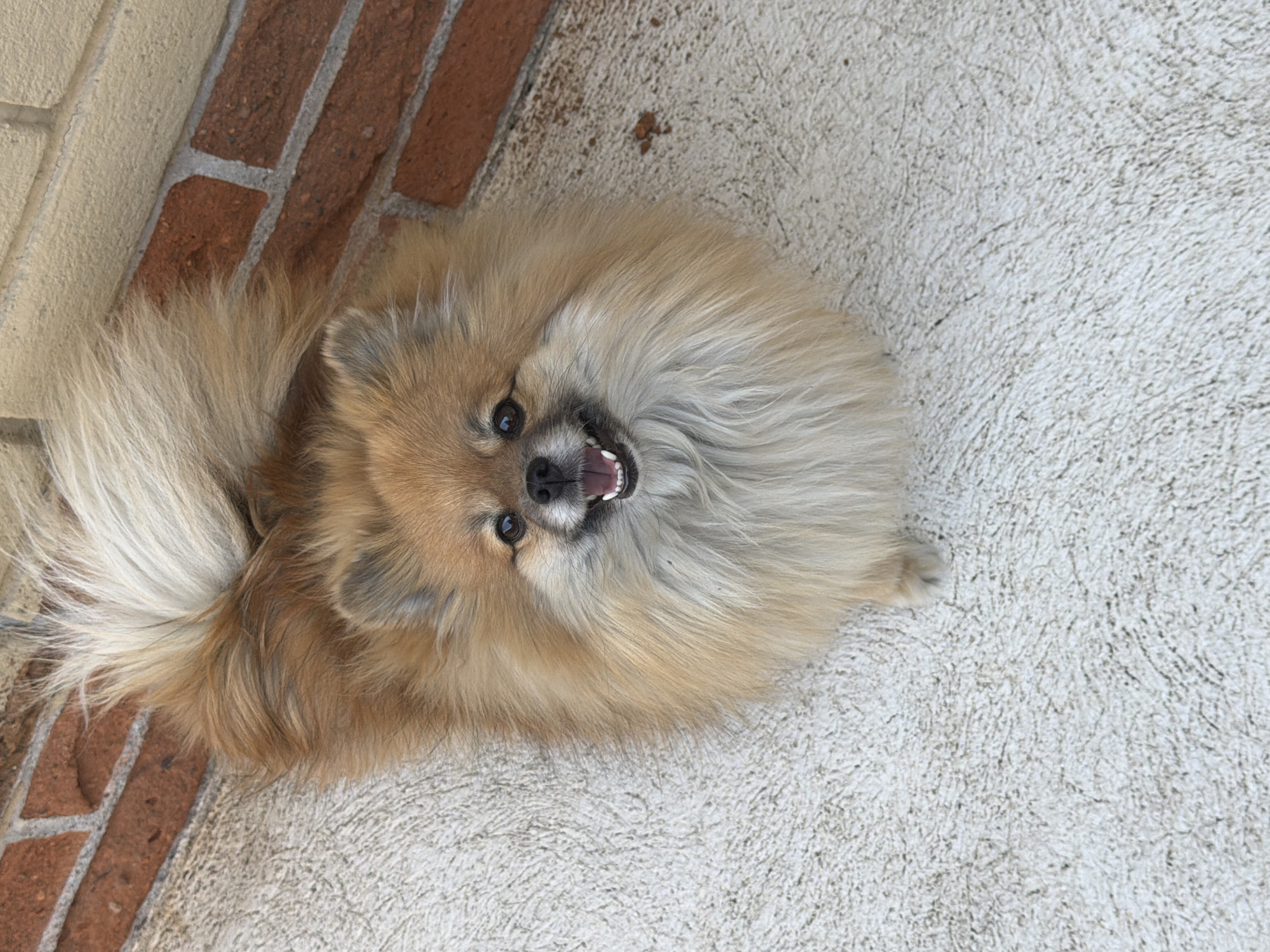 A tan and white Pomeranian dog lies on light gray textured concrete next to a brick and painted concrete wall. The dog is on its side, looking up with its mouth slightly open, revealing teeth. The brick wall is constructed of red bricks with gray mortar, adjacent to a painted light tan concrete wall. The location is in Cuautla, Mexico.