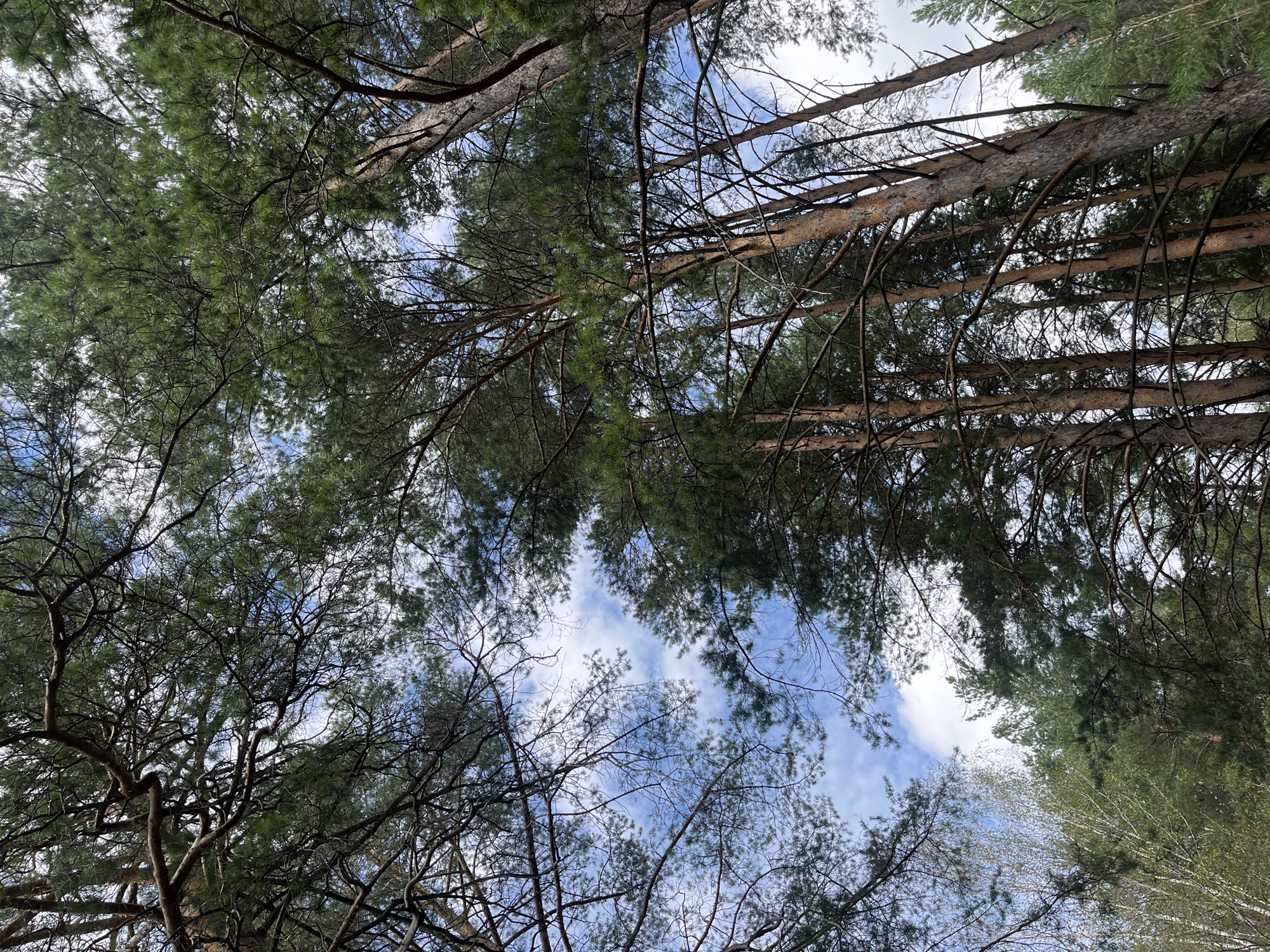 The image is a low-angle shot looking up through a canopy of tall pine trees in a forest. The sky is visible through the branches, with patches of blue sky and white clouds. The pine needles and branches create a dense, textured pattern against the sky. The trunks of the pine trees are visible, with rough, reddish-brown bark. In the lower left portion of the image, there are some lighter-colored trees with thinner trunks, possibly birch trees, intermingled with the pines. The lighting suggests it is daytime. The location is identified as Nizhny Tagil, Russia. There are no people or animals visible in the image.