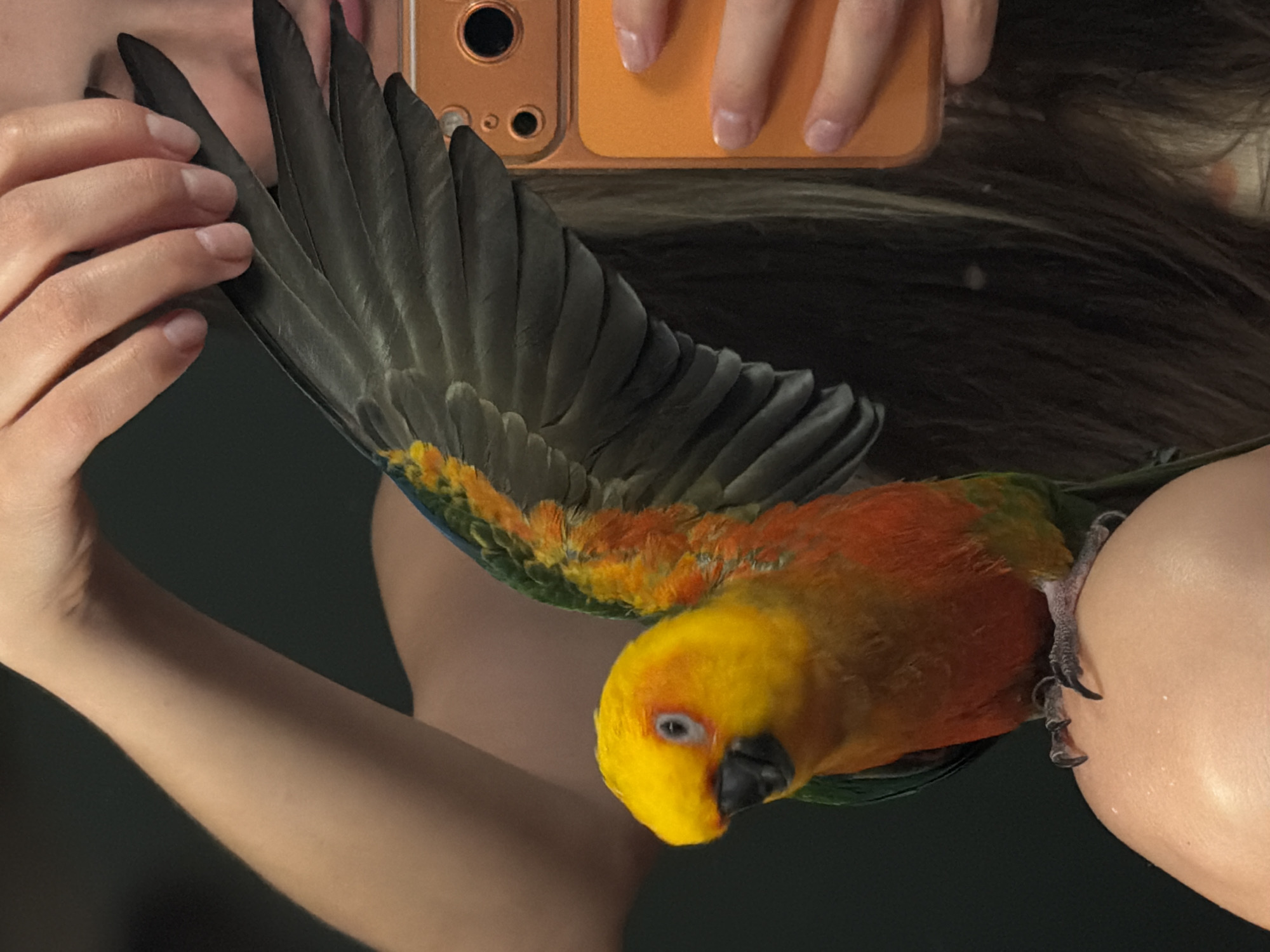 A person holds a sun conure parrot. The parrot is primarily yellow and orange, with some green and grey feathers. The person holds a phone in their hand, presumably taking a photograph. The background is dark and out of focus. There is no indication of Khimki, Russia in the image.