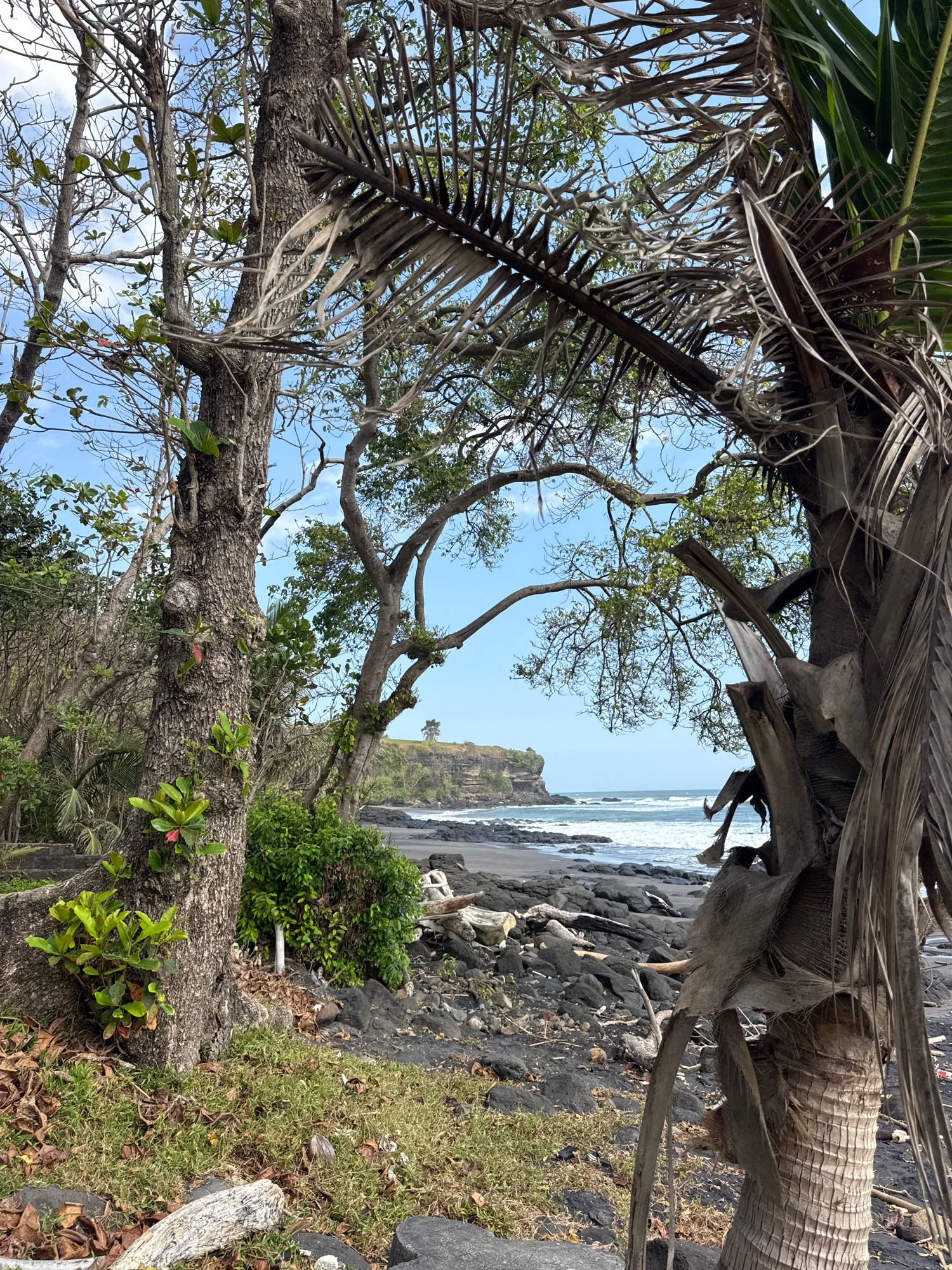 A vertical, eye-level, medium shot captures a tropical beach in Selemadeg, Indonesia, with lush foliage framing a view of the ocean. In the foreground, a thick, textured tree trunk stands on the left, adorned with vibrant green leaves and a small red flower. To the right, the dry, fibrous trunk of a palm tree dominates, its fronds casting shadows across the scene.
The midground reveals a dark, rocky shoreline with sparse grass and fallen leaves. Beyond the beach, the turquoise ocean stretches to the horizon, its surface dotted with gentle waves. A distant, green cliff rises from the sea on the right, topped by a lone tree under a bright, clear blue sky. The scene is tranquil, with no people or animals visible.